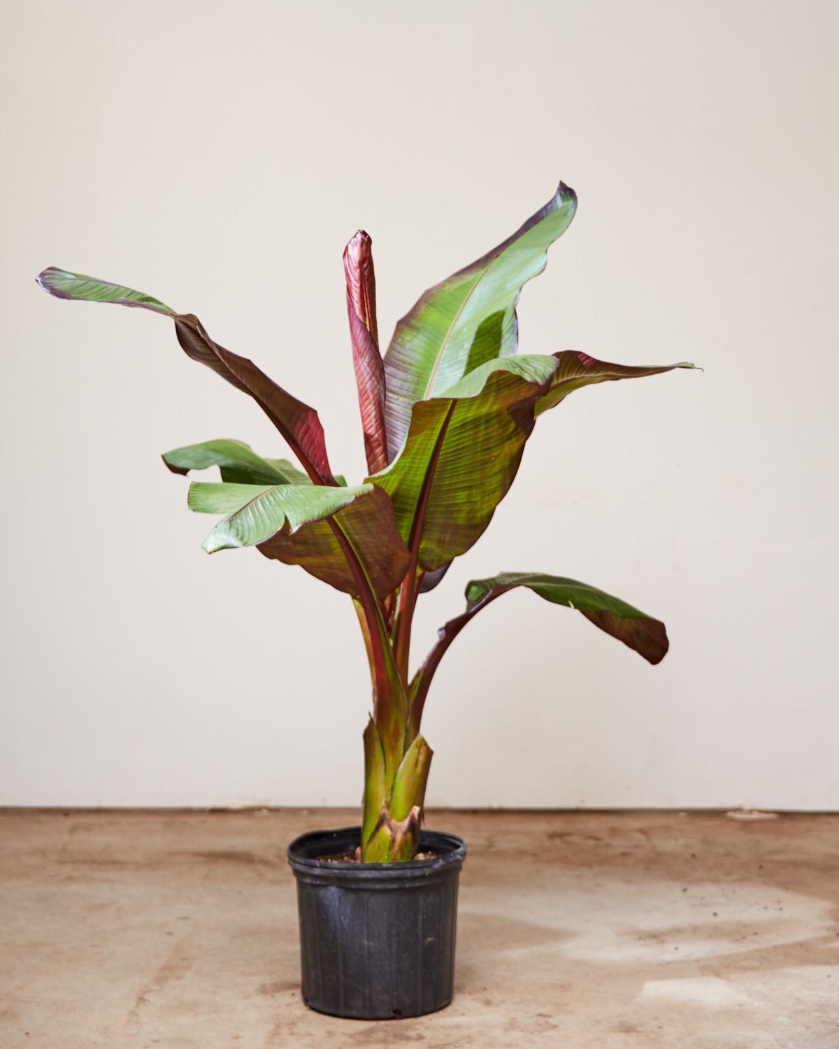 red banana indoor plant RED BANANA PLANT 'ENSETE MAURELLI' 12" Grower Pot – Dynasty Plants