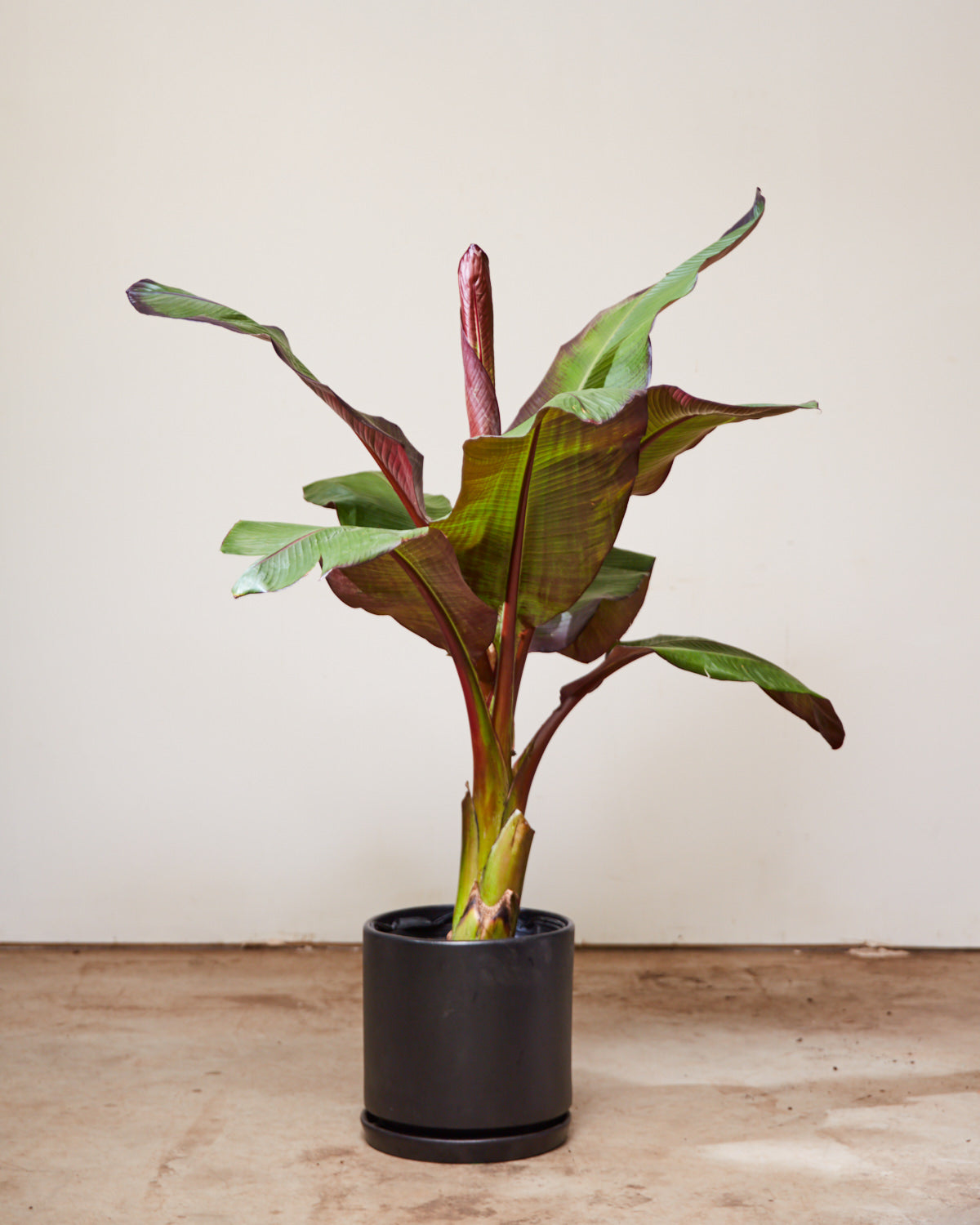 RED BANANA PLANT 'ENSETE MAURELLI' 12" Grower Pot