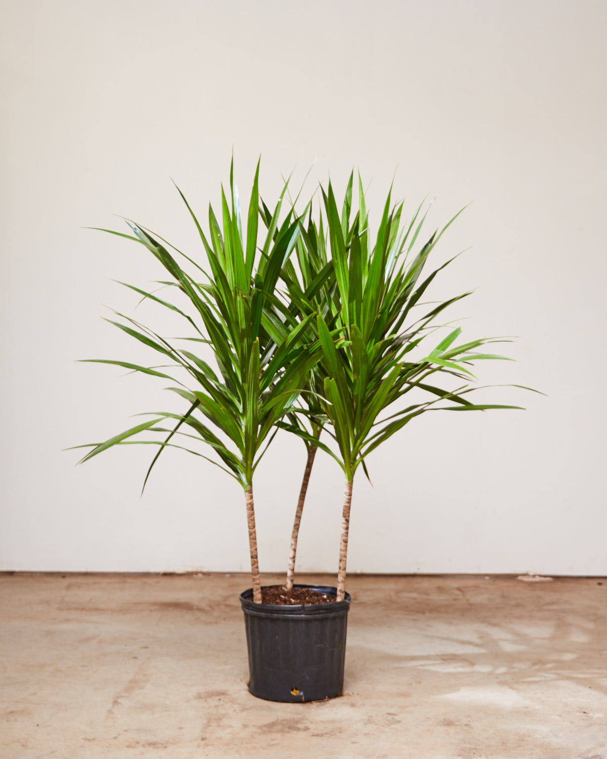 palmier dracaena Tarzan Dragon Tree Bush: Dracaena marginata - 10 inch pot