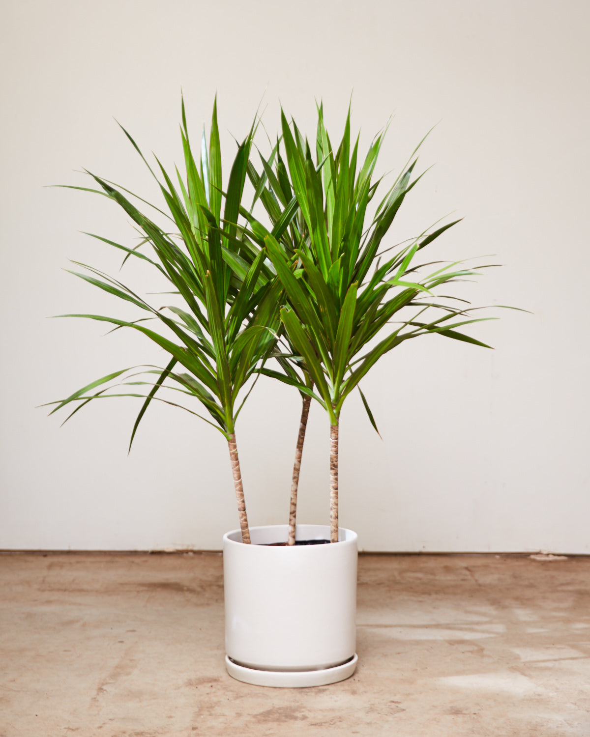 Tarzan Dragon Tree Bush: Dracaena marginata - 10 inch pot - 4-5 foot tall