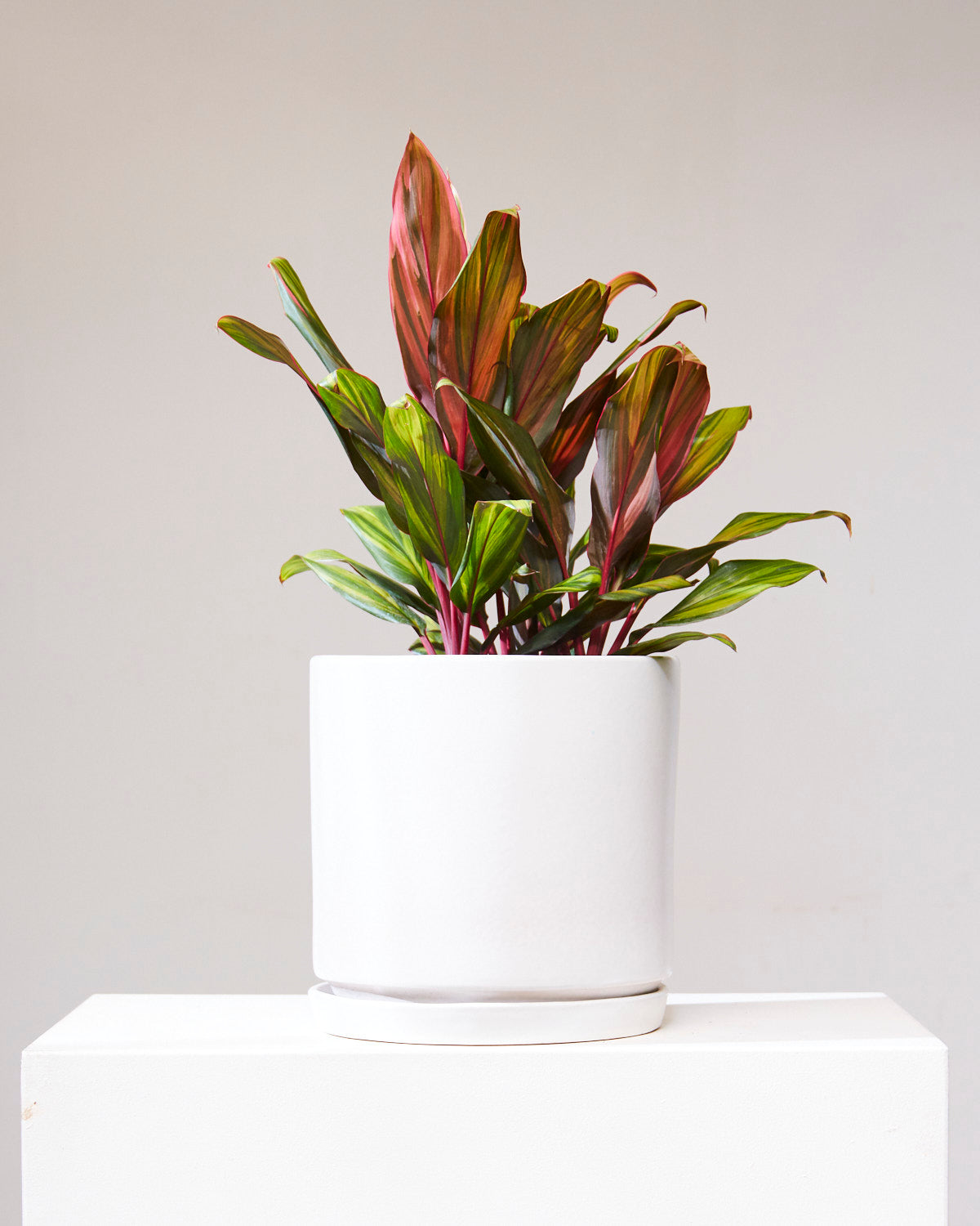 dracaena cordyline harlequin Harlequin Ti Plant: Cordyline fruticosa - 10 inch pot