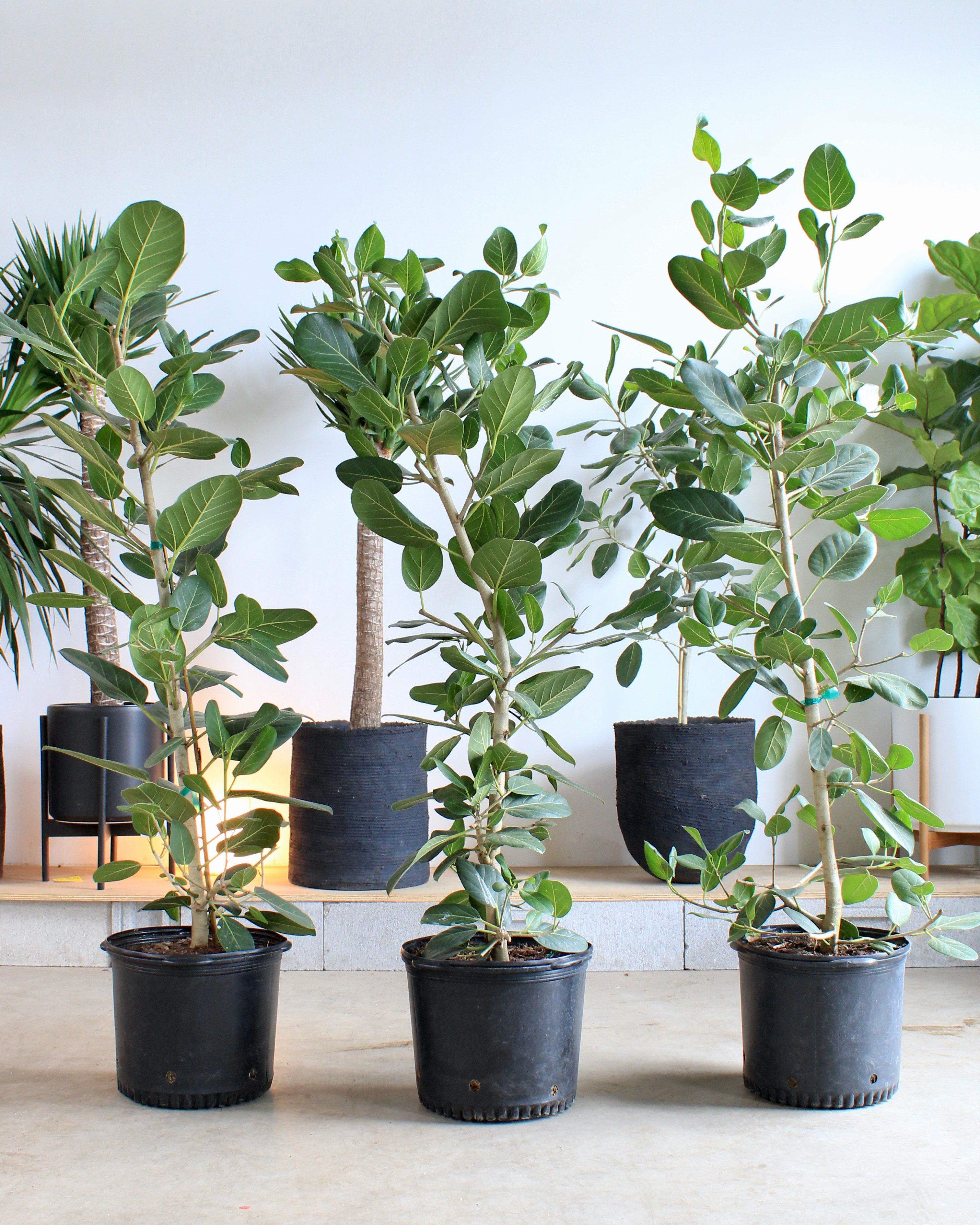 ficus audrey pole Ficus Audrey Column: Ficus benghalensis - 14 inch pot