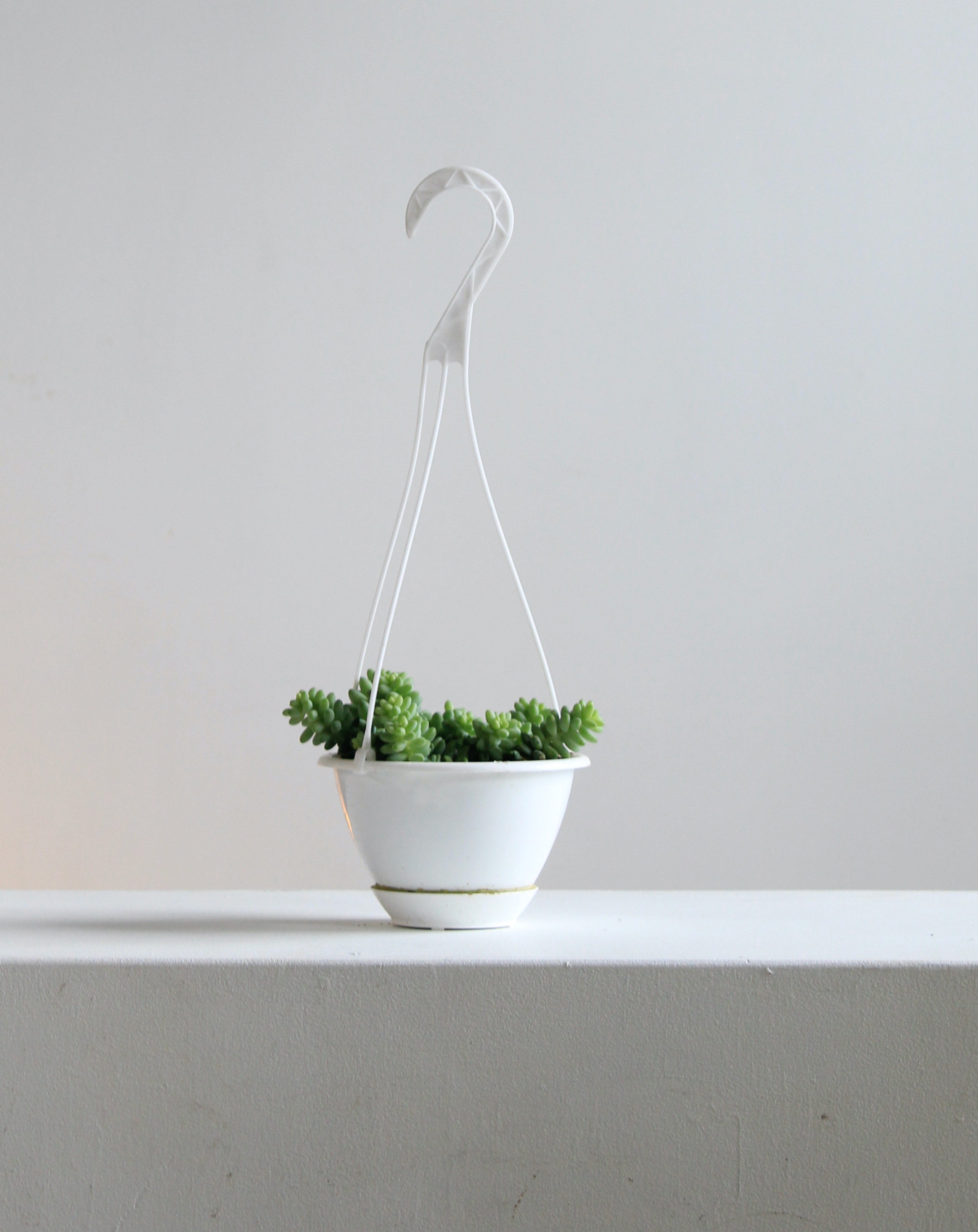 Burro's Tail: Sedum morganianum - 5 inch hanging basket