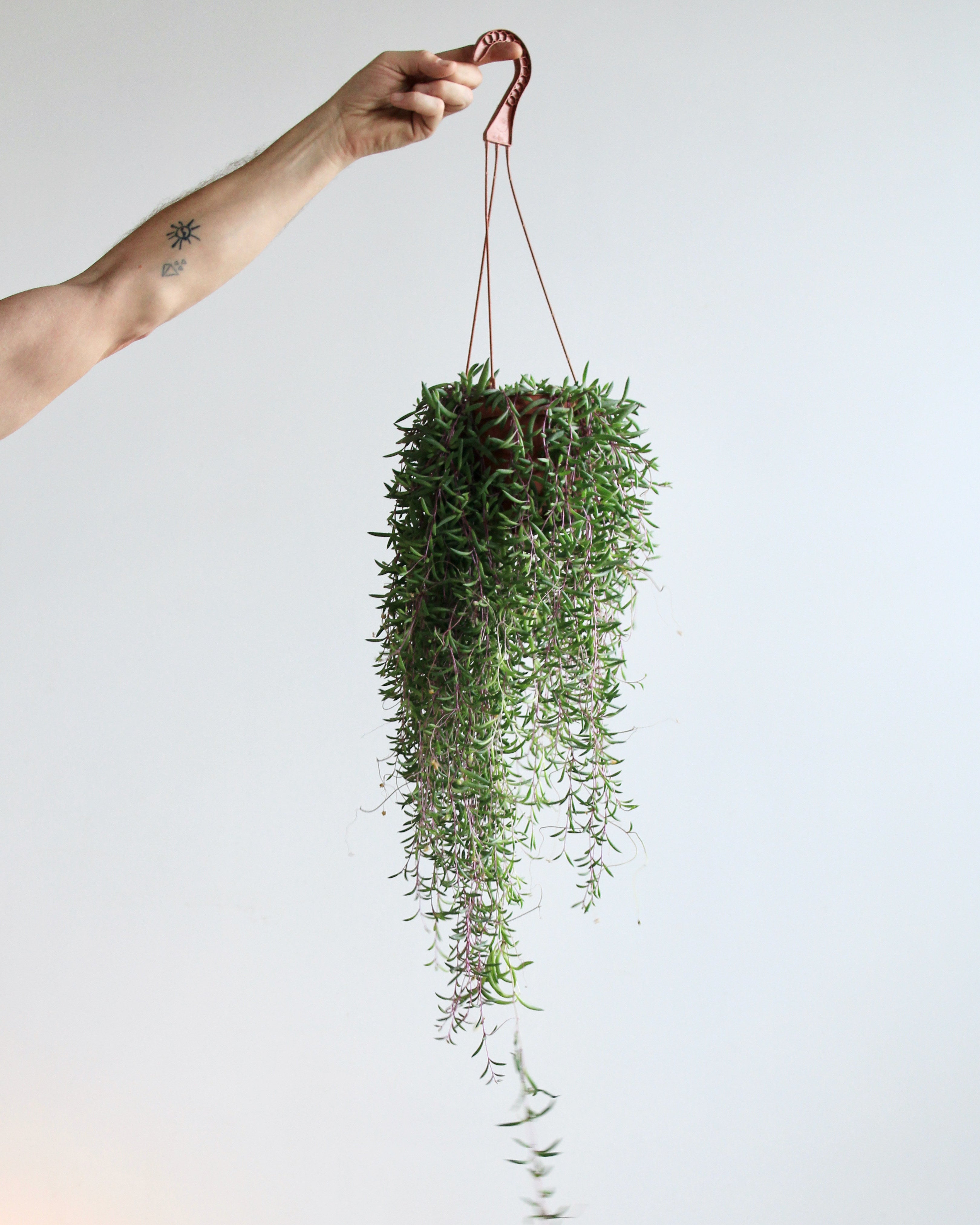 OTHONNA CAPENSIS 'LITTLE PICKLES' 6" HANGING BASKET