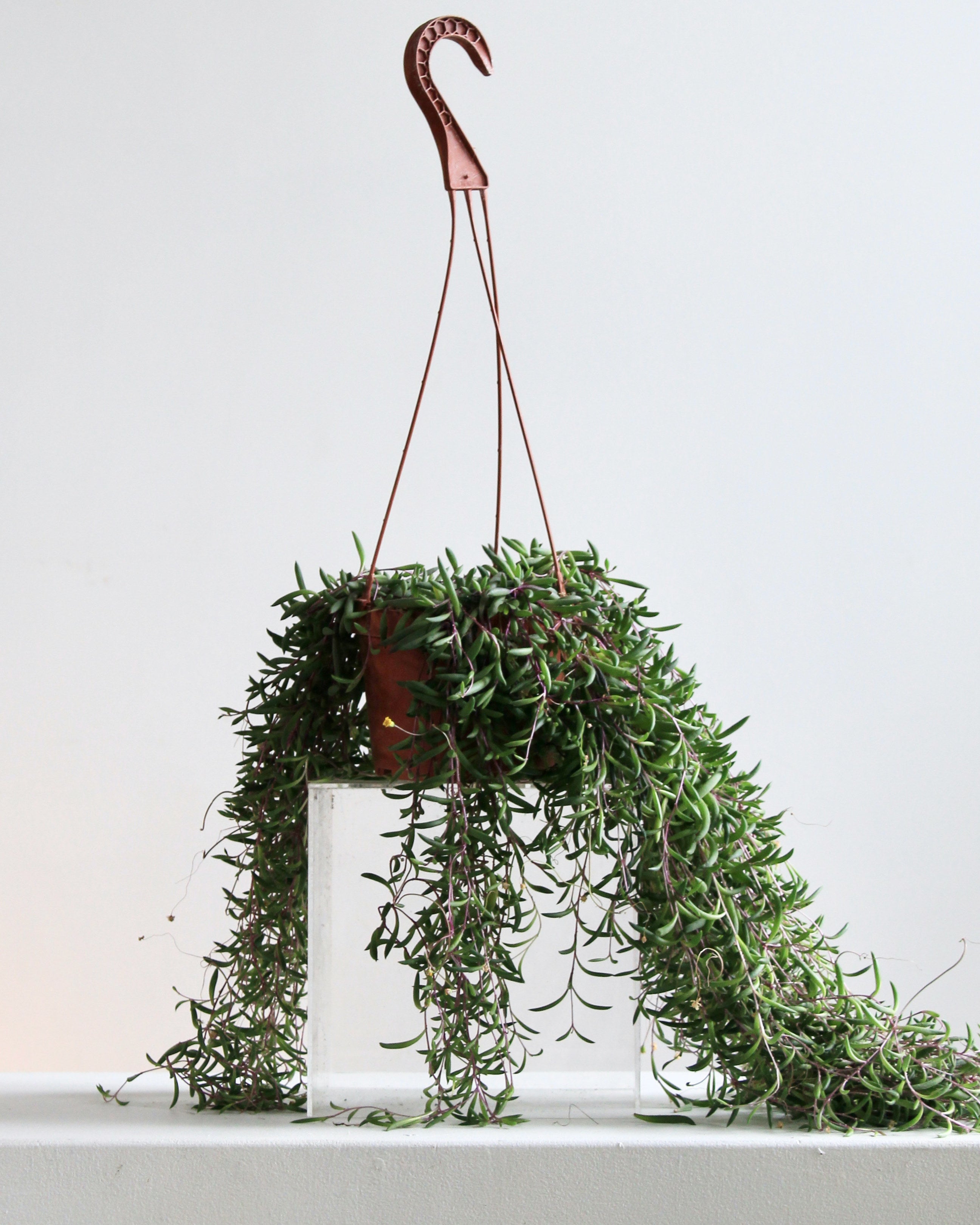 OTHONNA CAPENSIS 'LITTLE PICKLES' 6" HANGING BASKET