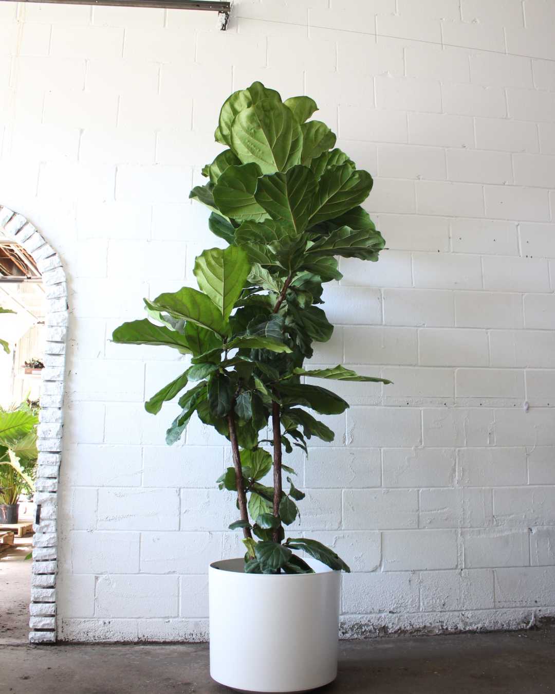 Atlas Plastic Planter in 20 inch | 18 inch Nursery Pot