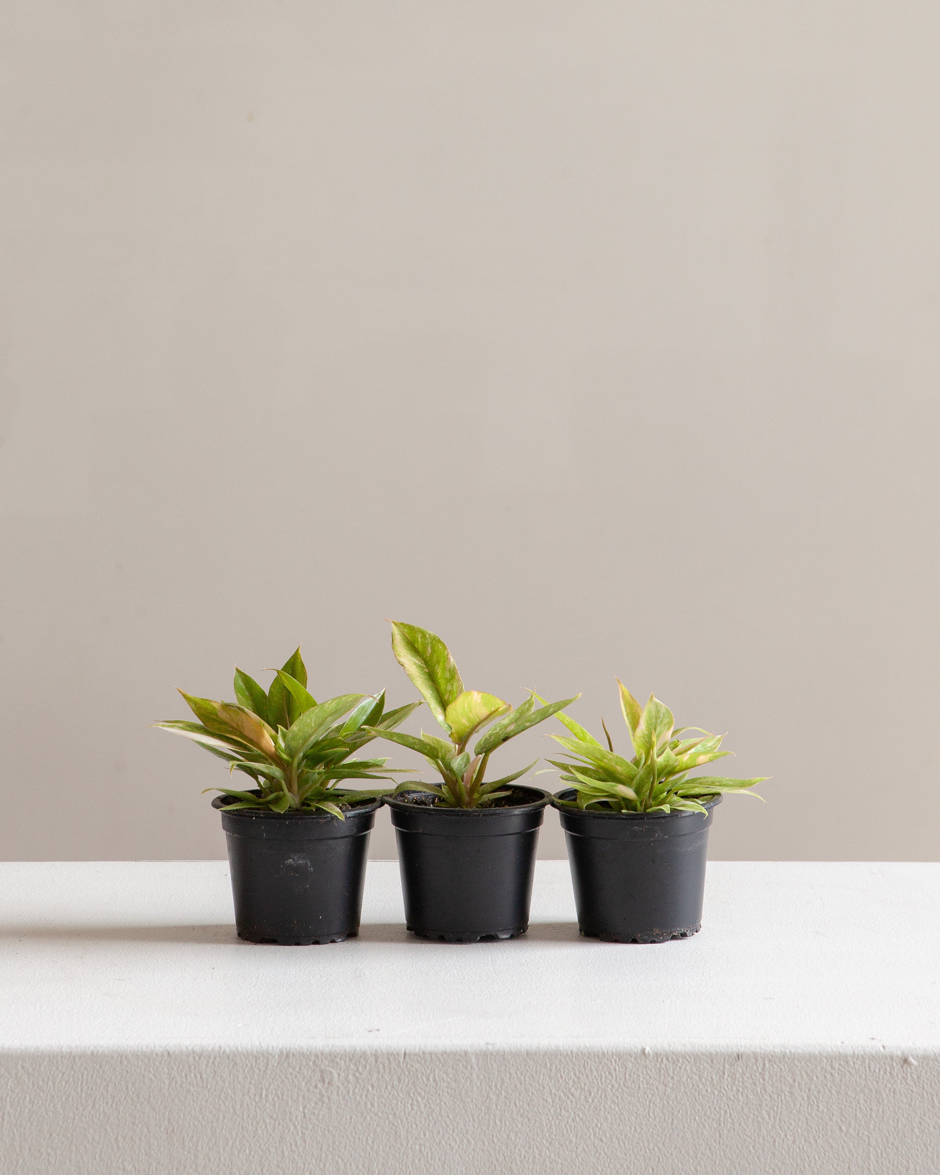 PHILODENDRON 'RING OF FIRE' 3" Grower Pot *COLLECTOR PLANT*