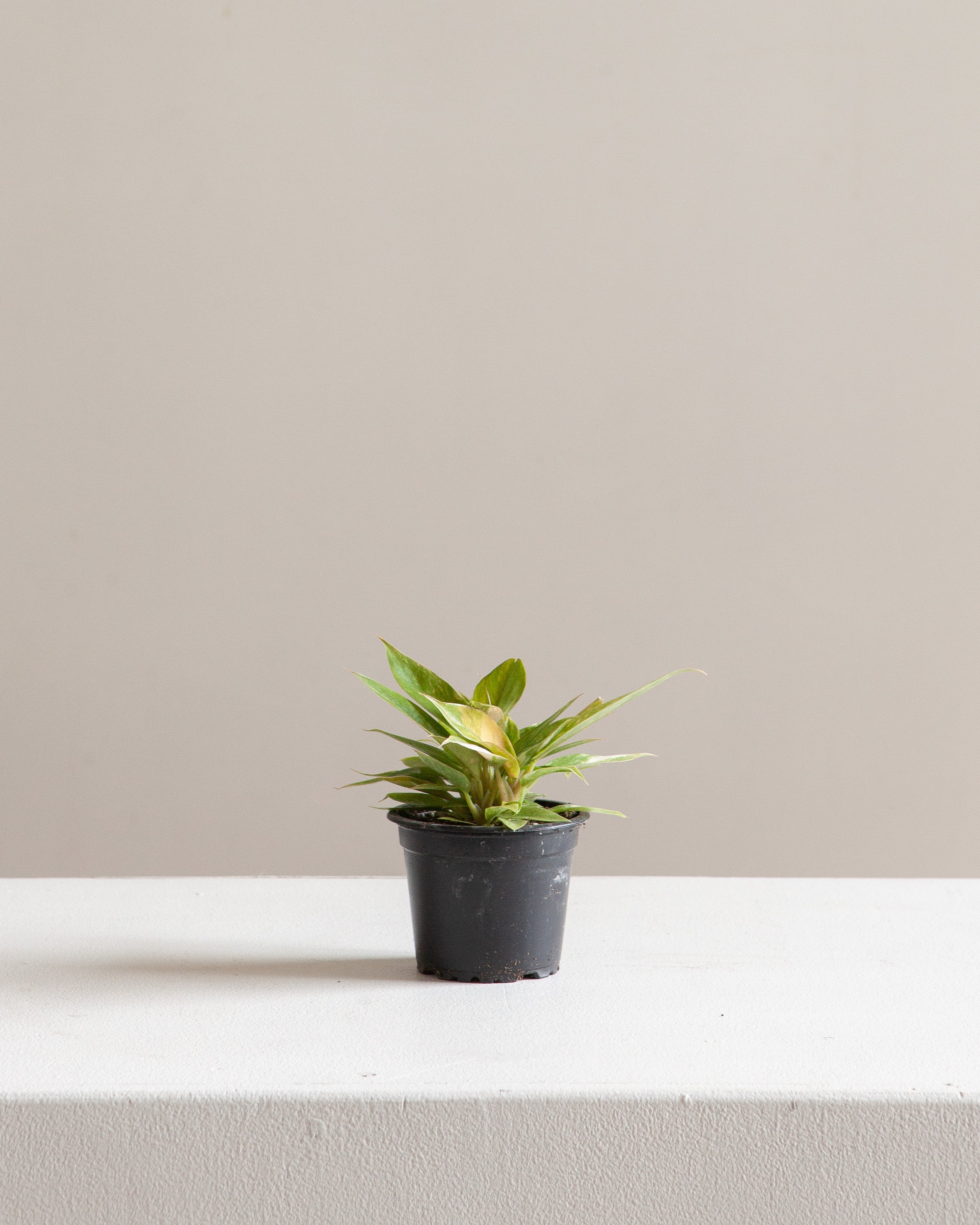 PHILODENDRON 'RING OF FIRE' 3" Grower Pot *COLLECTOR PLANT*