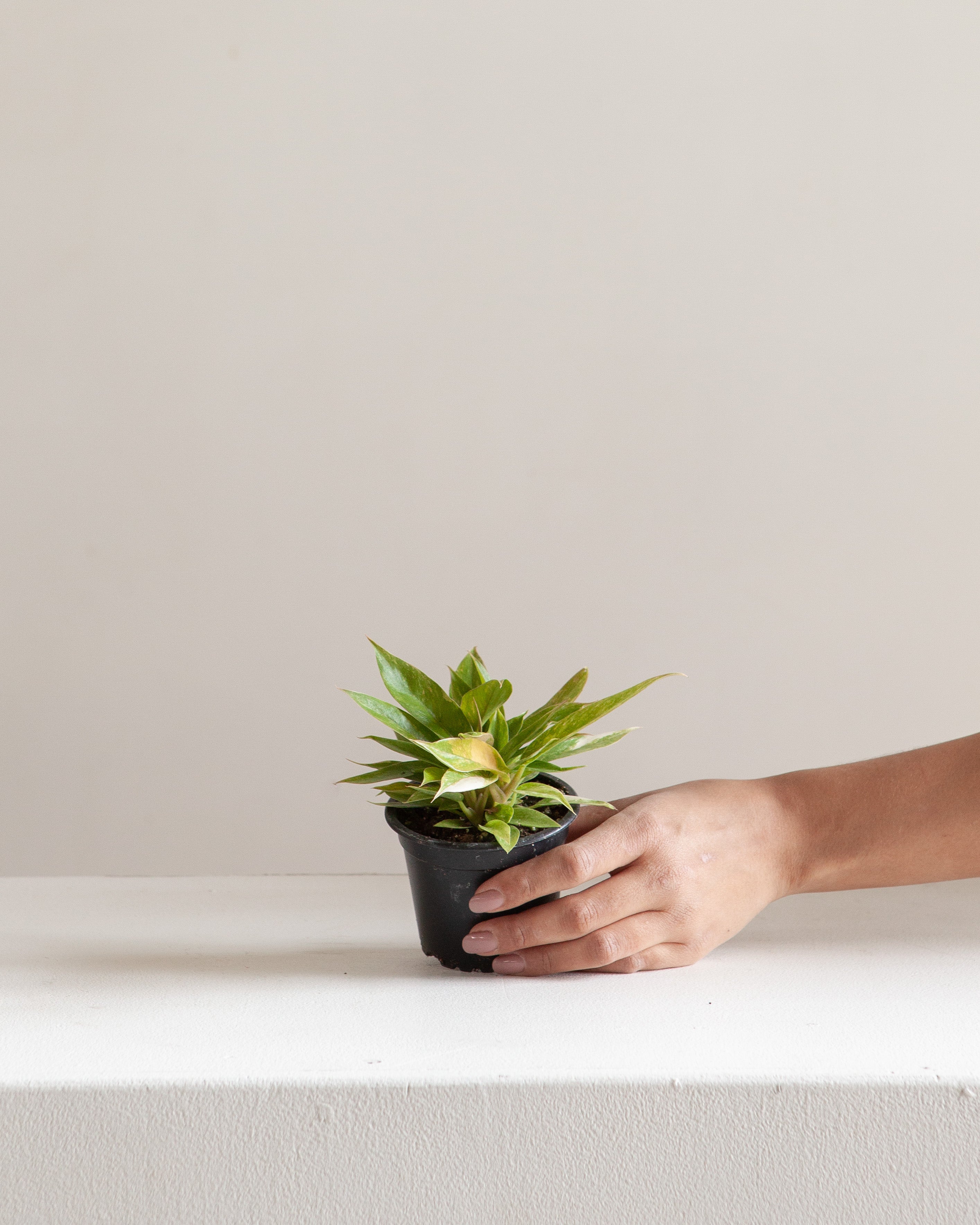 PHILODENDRON 'RING OF FIRE' 3" Grower Pot *COLLECTOR PLANT*