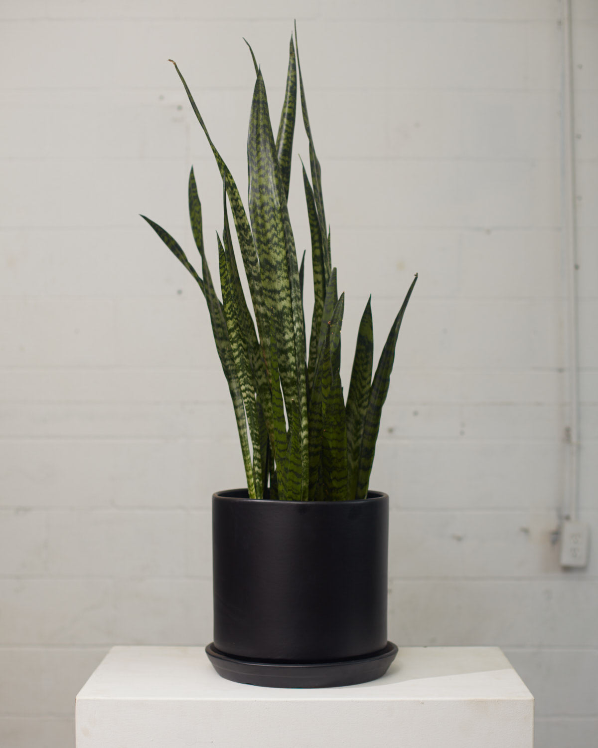 Green Snake Plant: Sansevieria trifasciata 'Zeylanica' - 10 inch pot - 2.5-3 foot tall