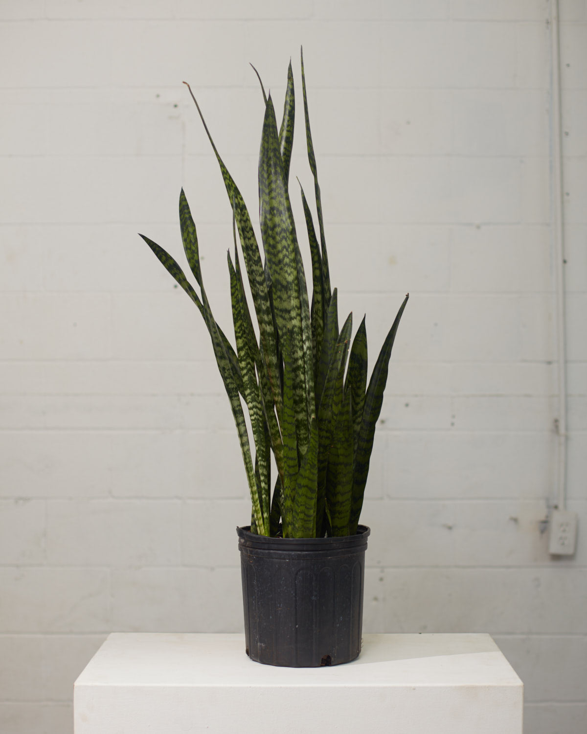 Green Snake Plant: Sansevieria trifasciata 'Zeylanica' - 10 inch pot - 2.5-3 foot tall