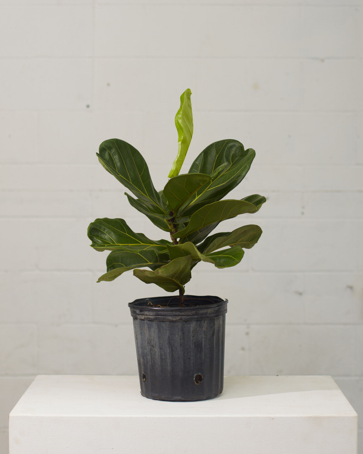 Fiddle Leaf Fig Column: Ficus lyrata - 10 inch pot - 2-5 foot tall