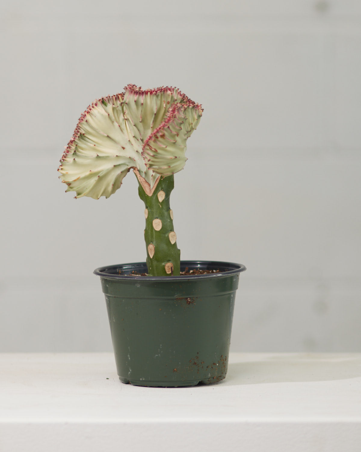 White Grafted Coral Cactus: Euphorbia lactea 'Cristata' - 6 inch pot