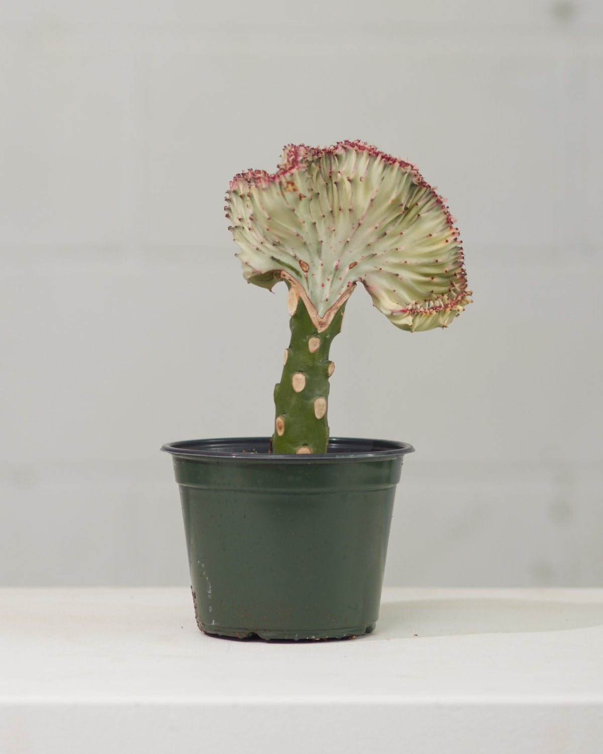 White Grafted Coral Cactus: Euphorbia lactea 'Cristata' - 6 inch pot