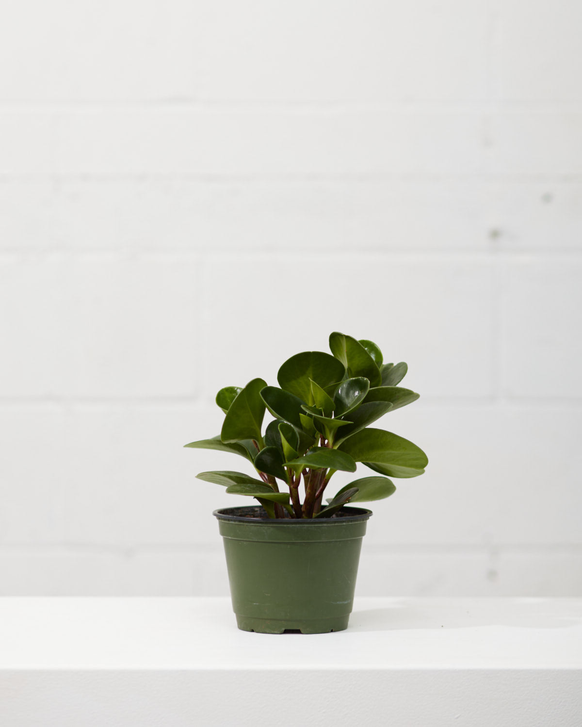 baby rubber plant pot size Baby Rubber Plant: Peperomia obtusifolia