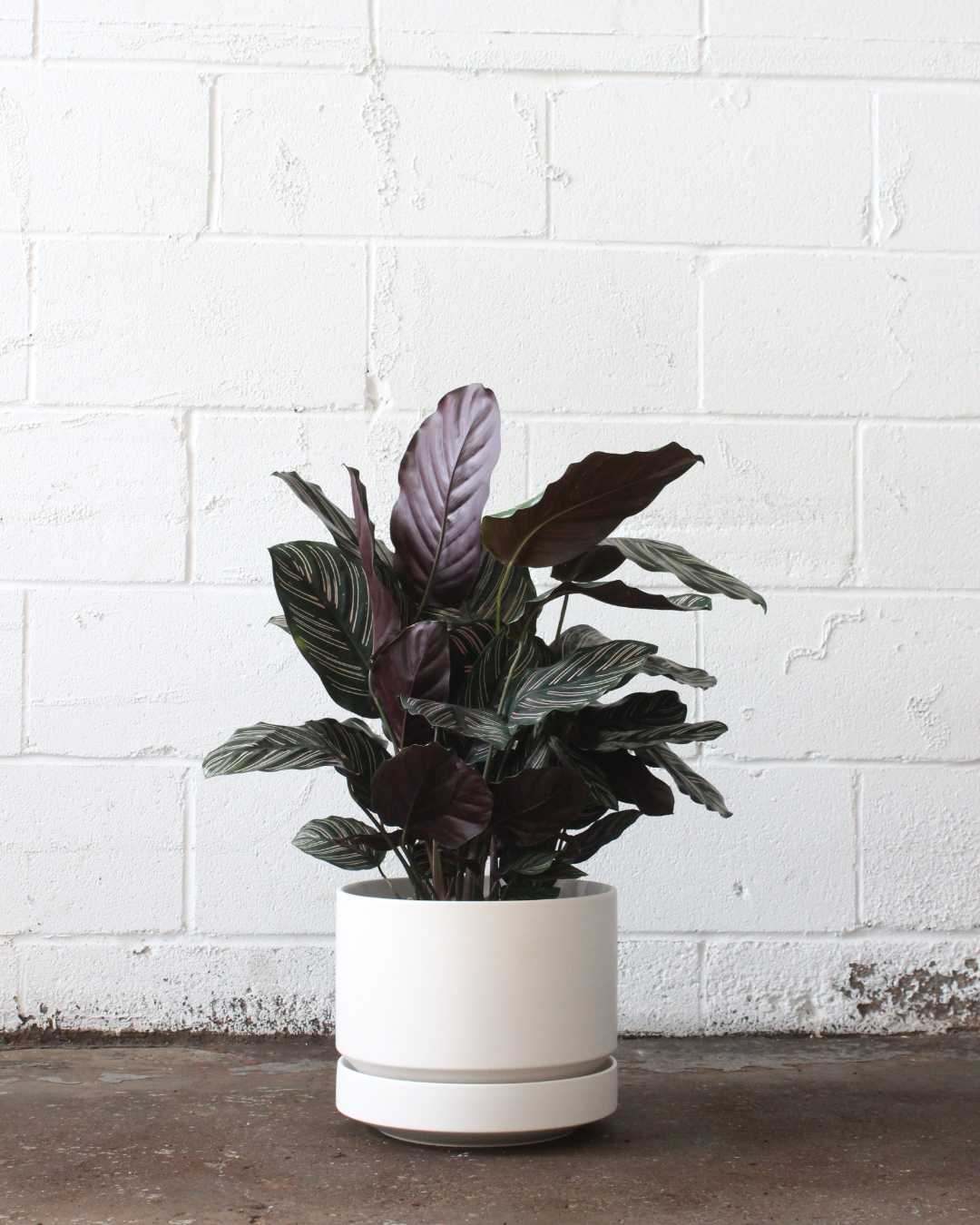 Round Two Ceramic Planter with Drainage and Tray | 10 inch Diameter