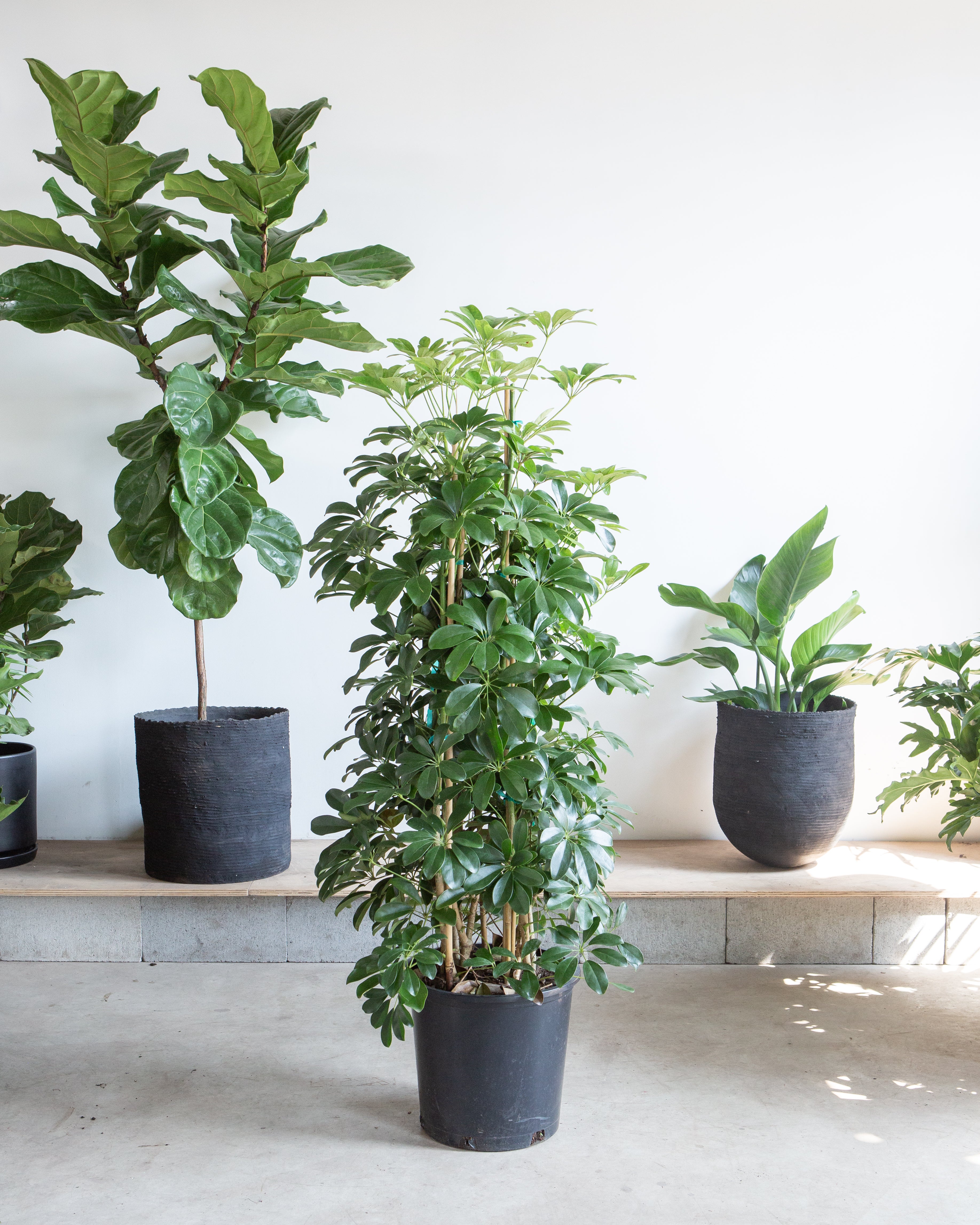 Umbrella Tree Column: Schefflera arboricola - 14 inch pot - 5.5-6 foot tall