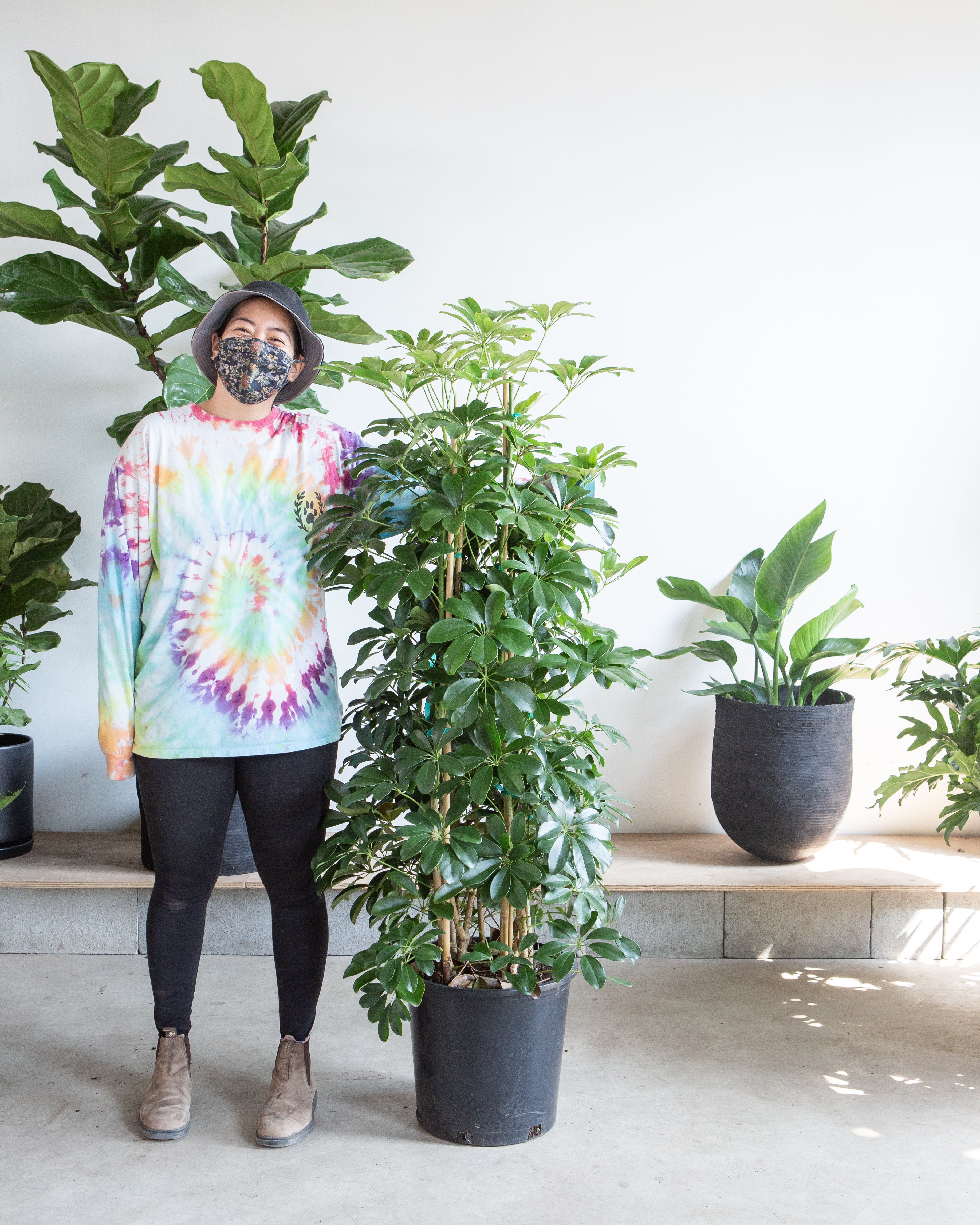 Umbrella Tree Column: Schefflera arboricola - 14 inch pot - 5.5-6 foot tall