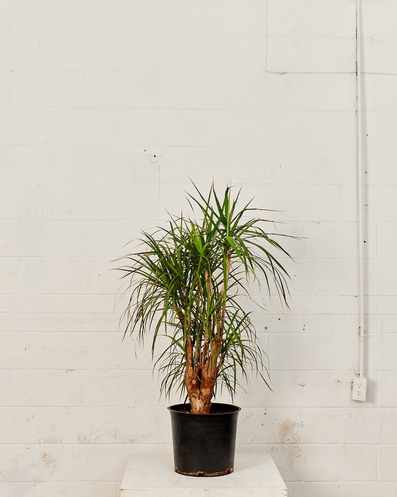 Character Dragon Tree Stump: Dracaena marginata - 14 inch pot - 6 foot tall