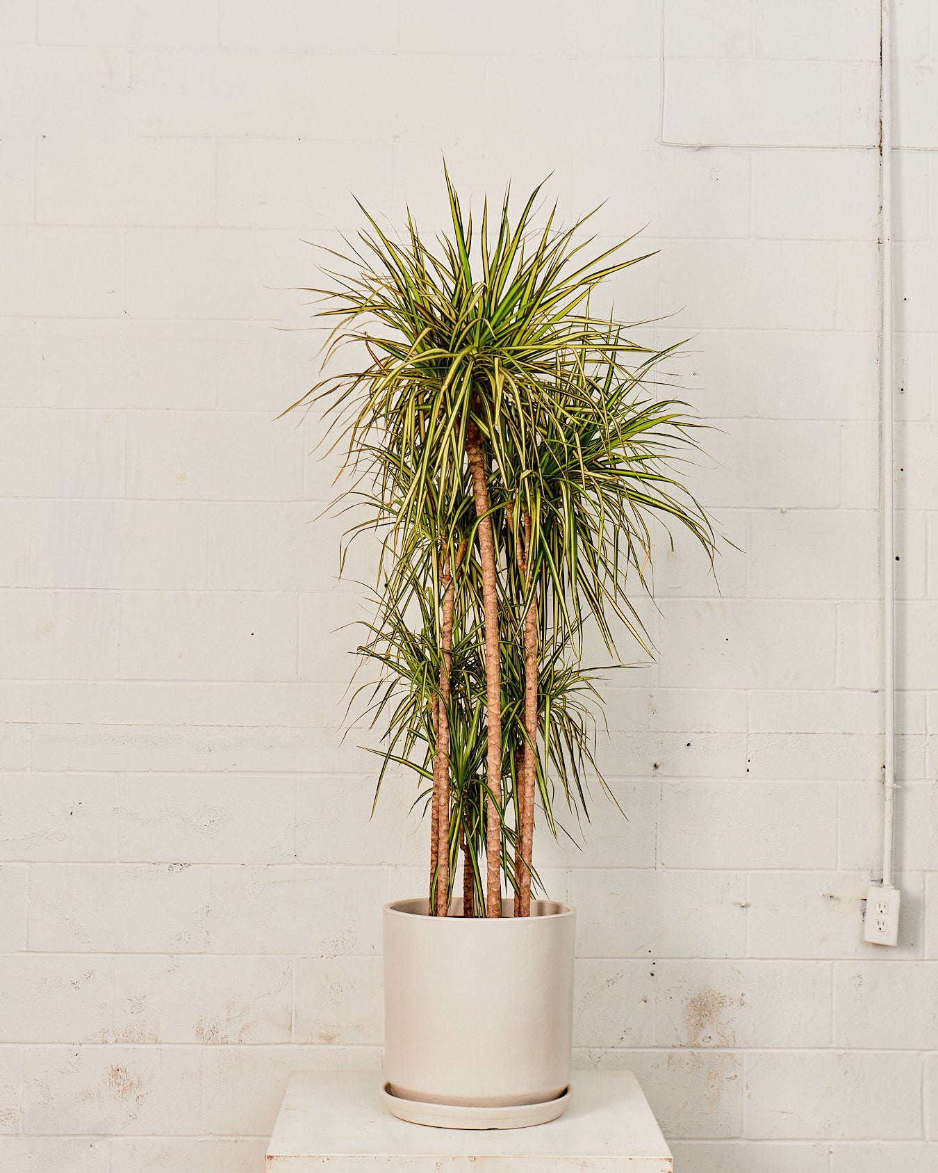 CALIFORNIA PLANTER COLLECTION: MATTE WHITE TWO PIECE CERAMIC Large 15 Inch