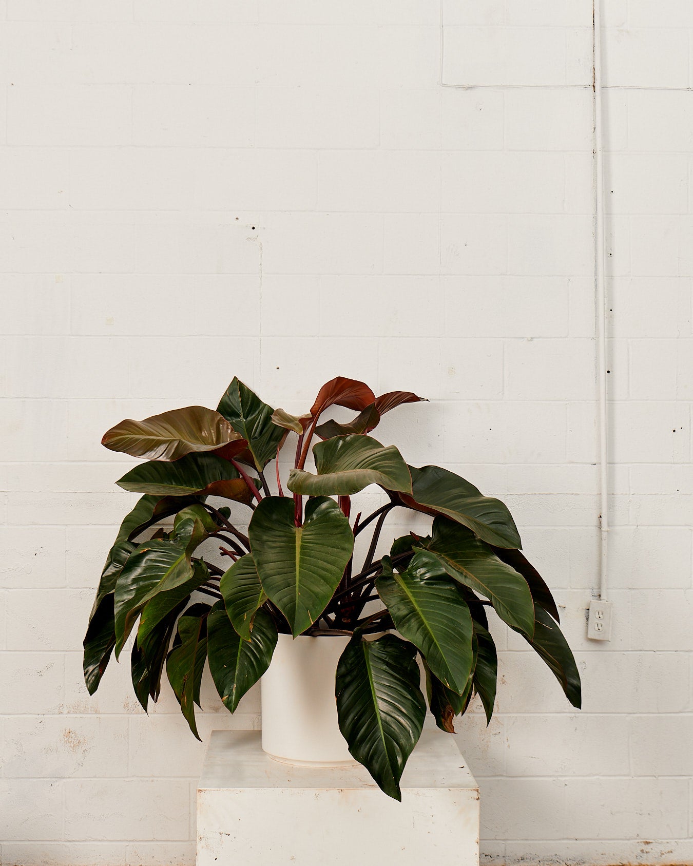 PHILODENDRON 'RED CONGO' 14 Inch. Grower Pot