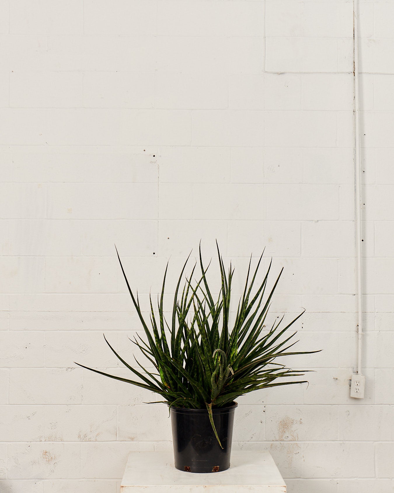 SNAKE PLANT (SANSEVIERIA 'FERNWOOD') 14 Inch. Grower Pot