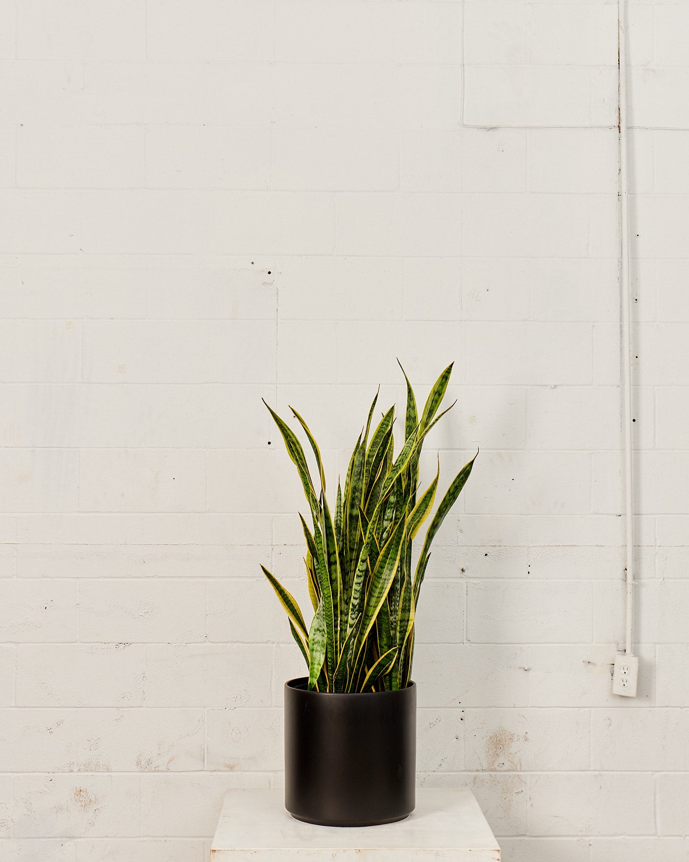 Yellow Snake Plant: Sansevieria trifasciata 'Laurentii' - 14 inch pot - 2.5-3 Foot Tall
