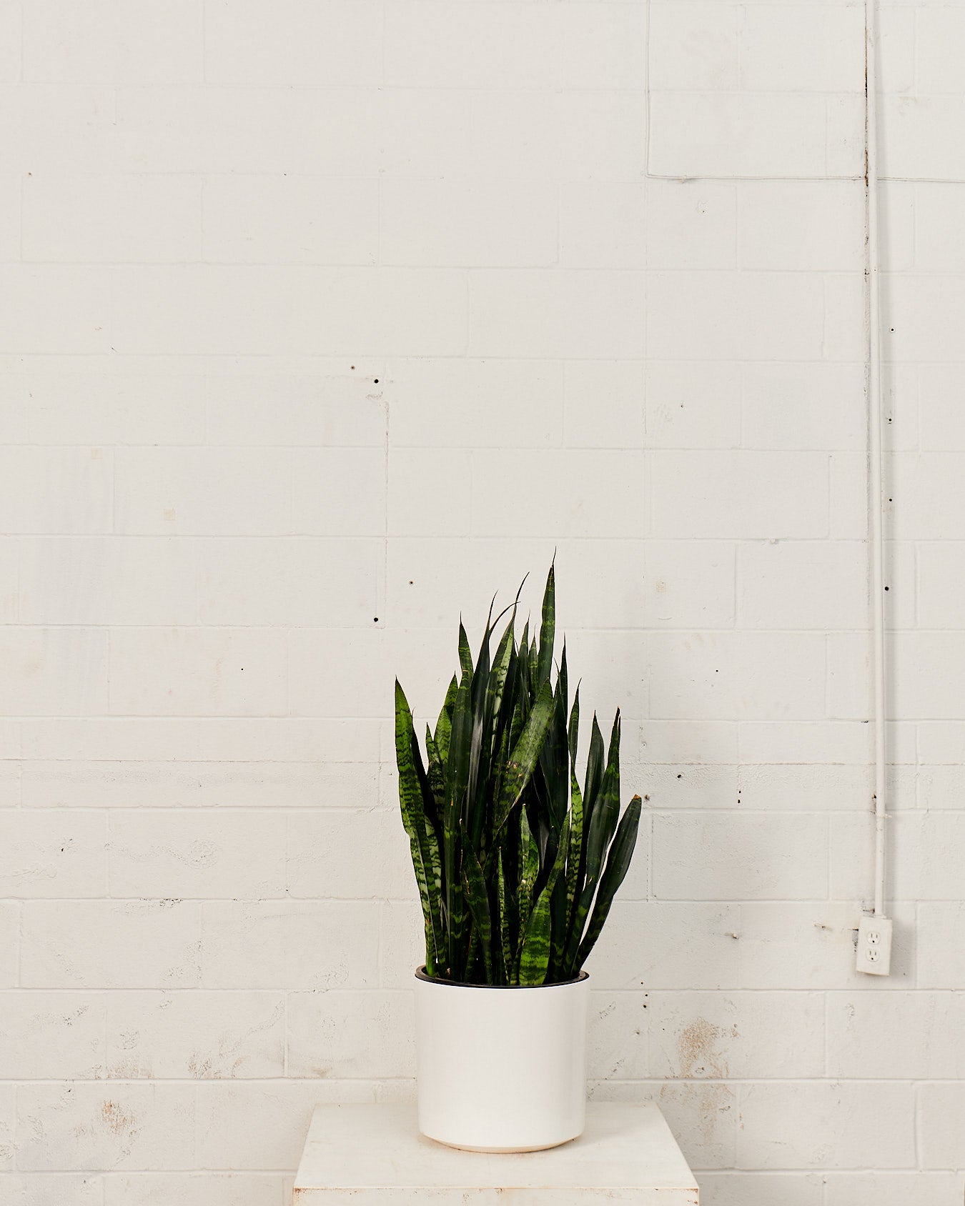 SNAKE PLANT (SANSEVIERIA 'BLACK CORAL') 14 Inch. Grower Pot (44-48