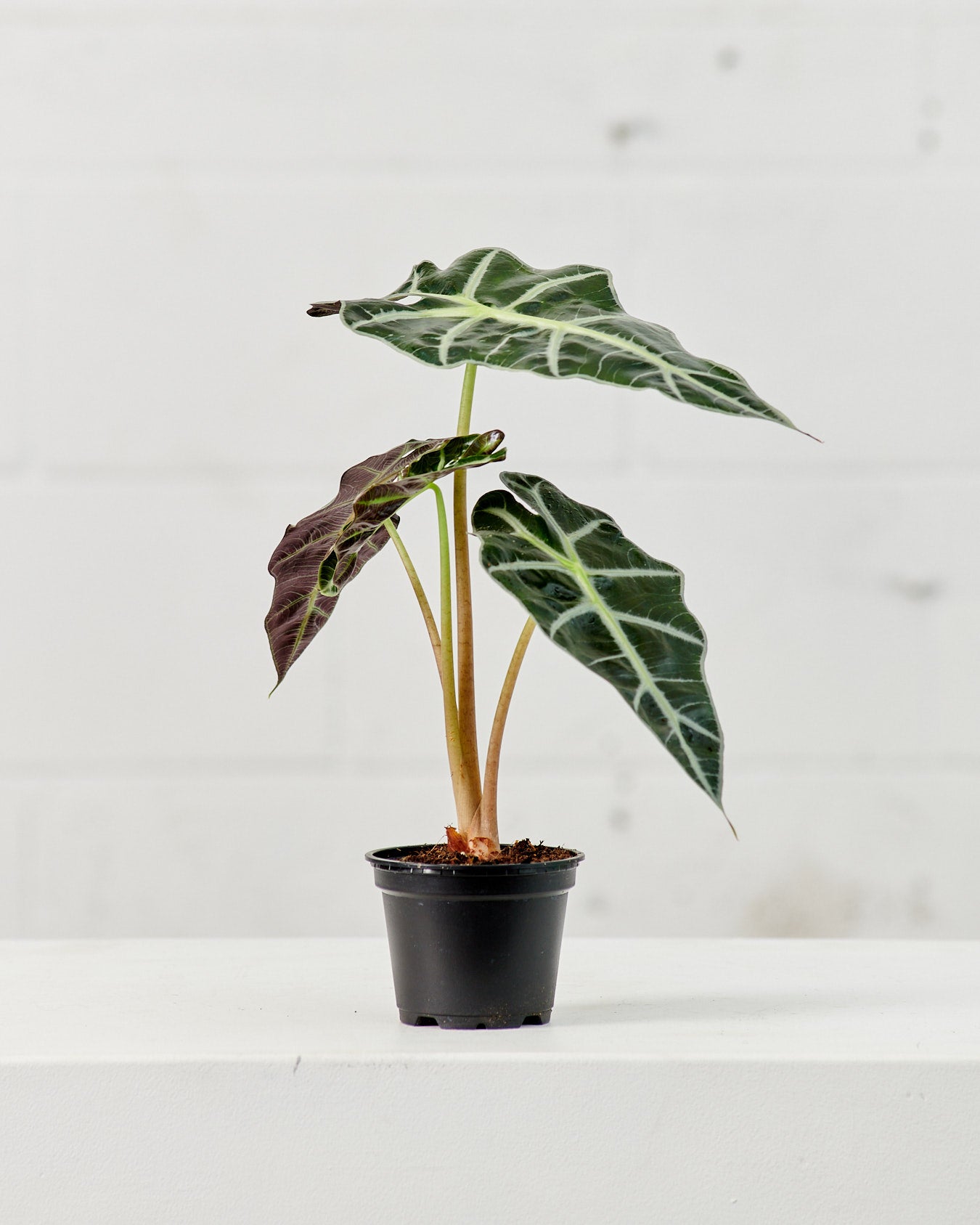 Polly Elephant Ear: Alocasia x amazonica - 5 inch pot