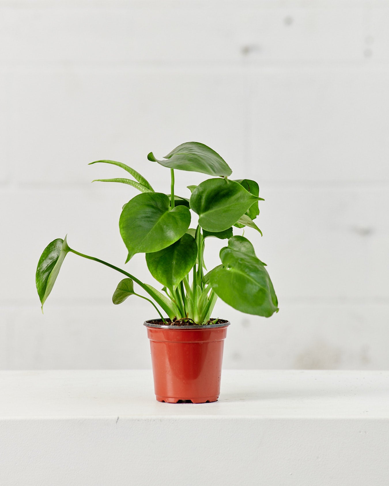 Swiss Cheese Plant: Monstera deliciosa - 4 inch pot