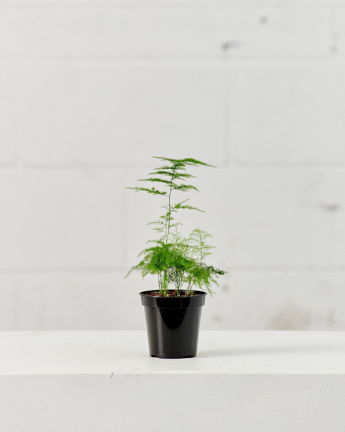 Lace Asparagus Fern: Asparagus setaceus - 4 inch pot
