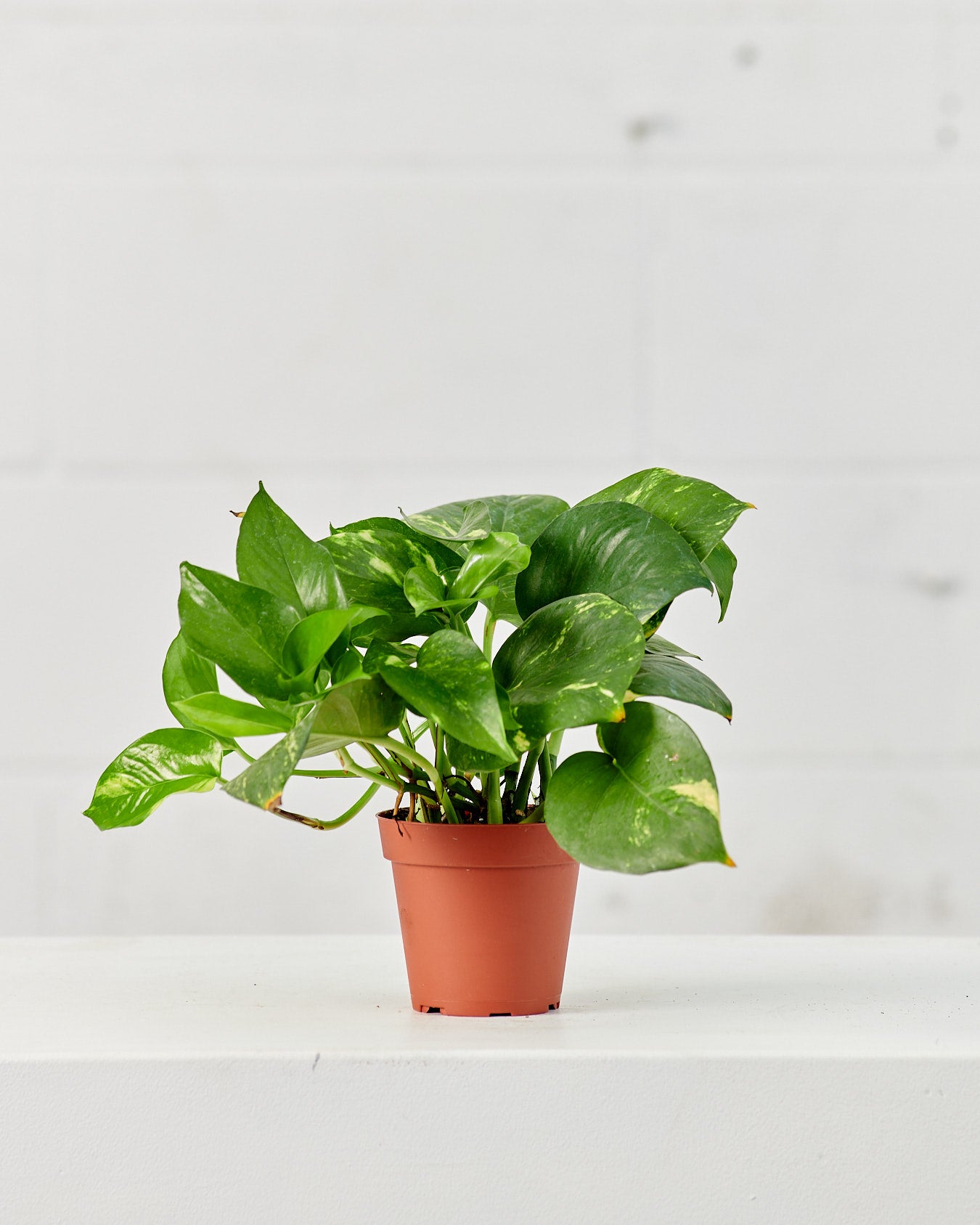 Golden Pothos: Epipremnum aureum - 5 inch pot