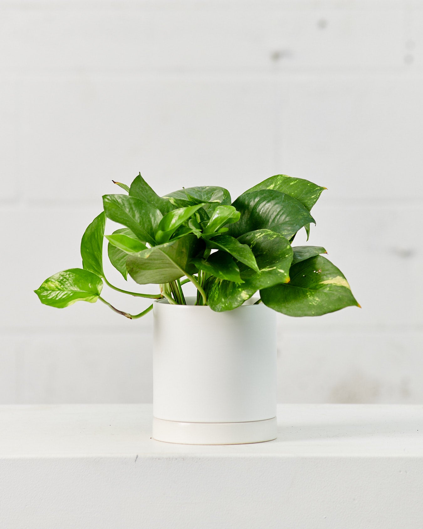 Golden Pothos: Epipremnum aureum - 5 inch pot