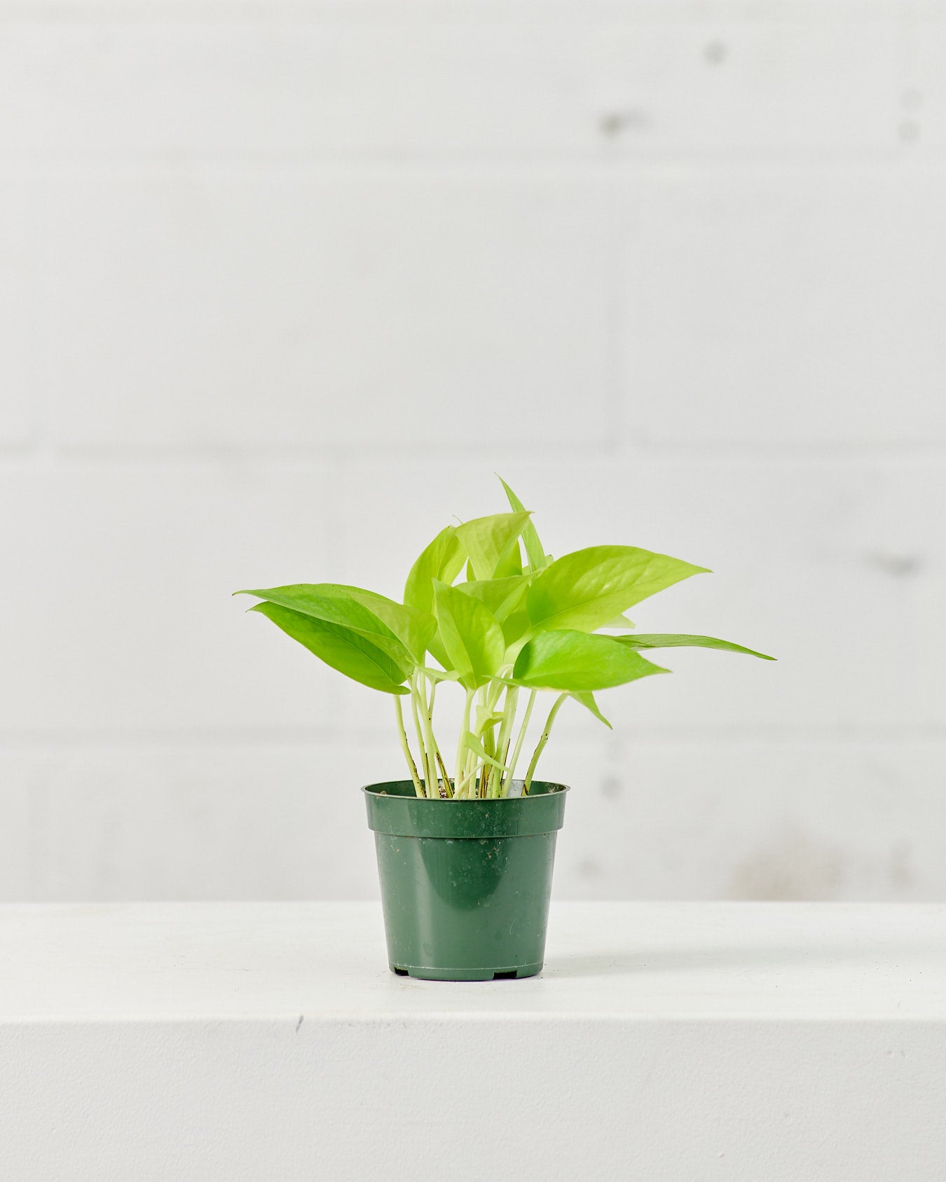 Neon Pothos: Epipremnum aureum - 4 inch pot