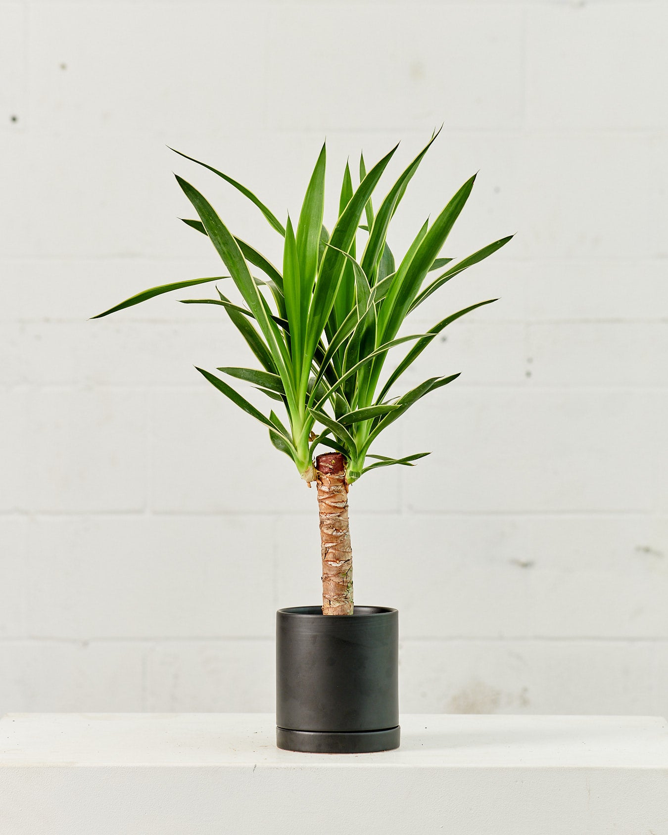 YUCCA VARIEGATED CANE 6