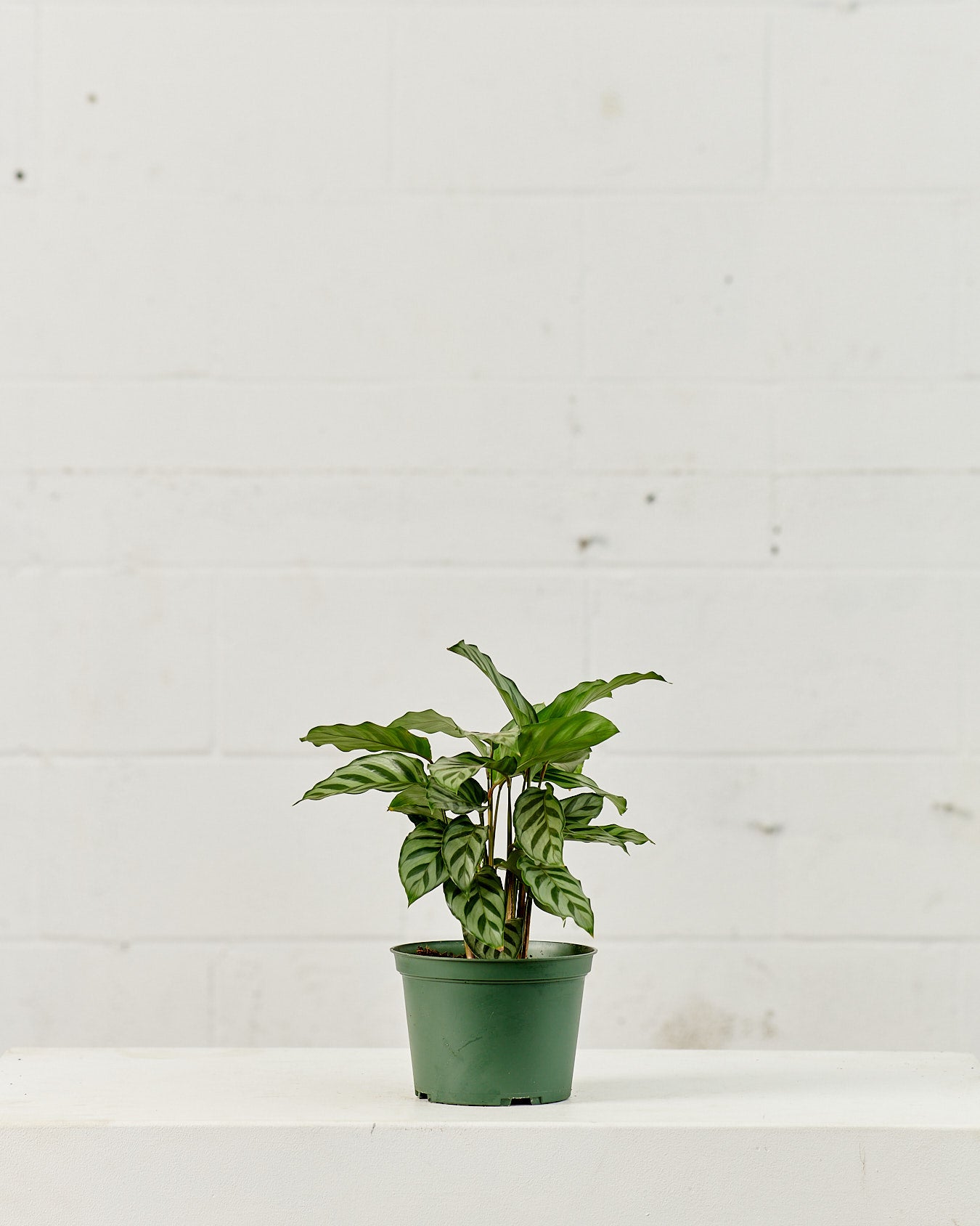 CALATHEA 'CONCINNA' 6" Grower Pot