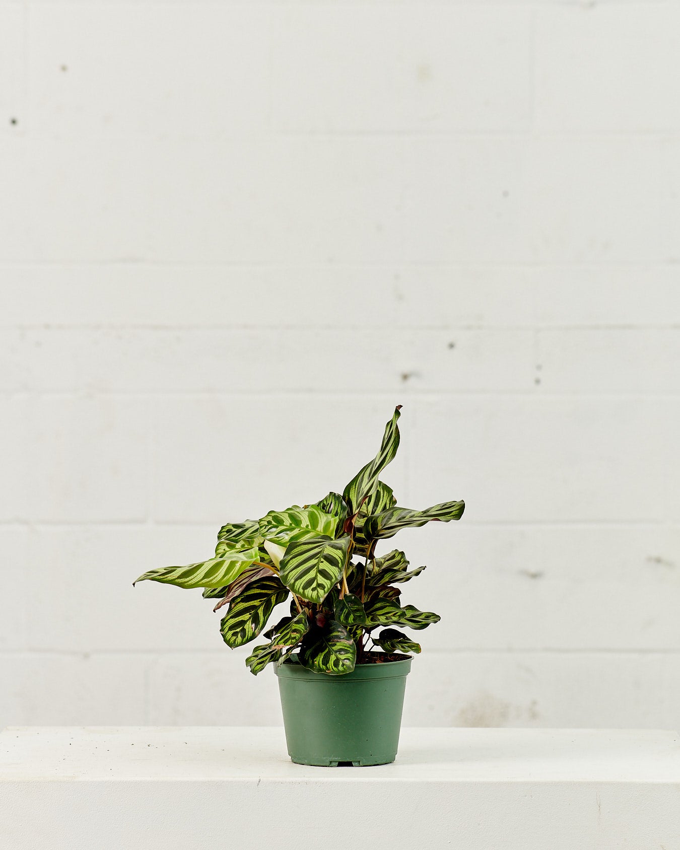 Peacock Calathea: Goeppertia makoyana - 6 inch pot