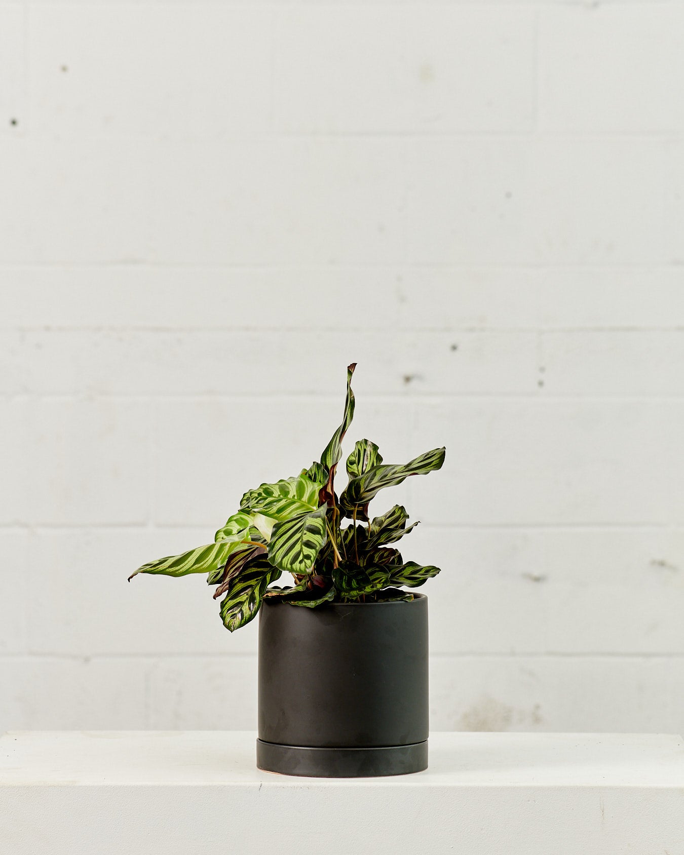 Romey Ceramic Pot with Drainage and Tray | 6 inch Diameter