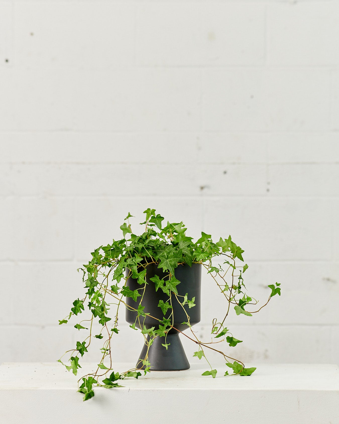 De Vil Planter | 6 inch Nursery Pot