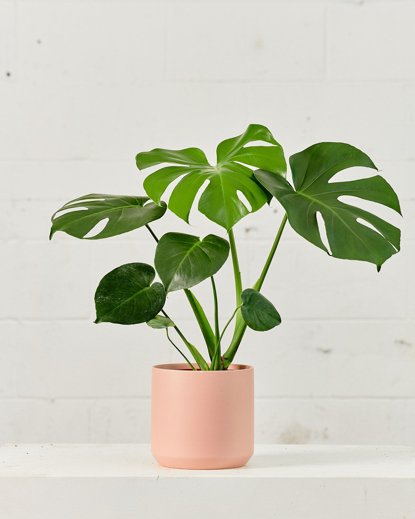 Kendall Ceramic Planter | 6 inch Nursery Pot