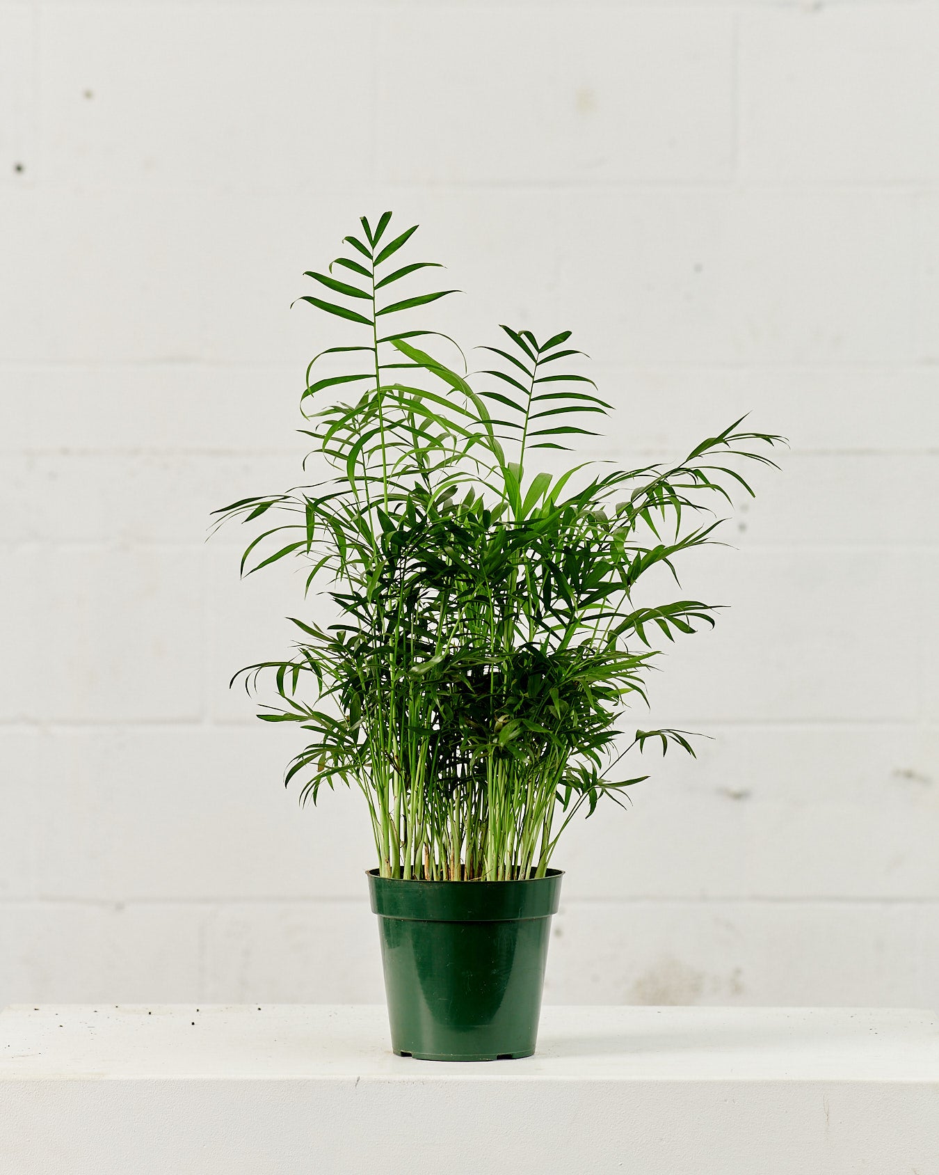 Parlour Palm: Chamaedorea elegans - 6 inch pot