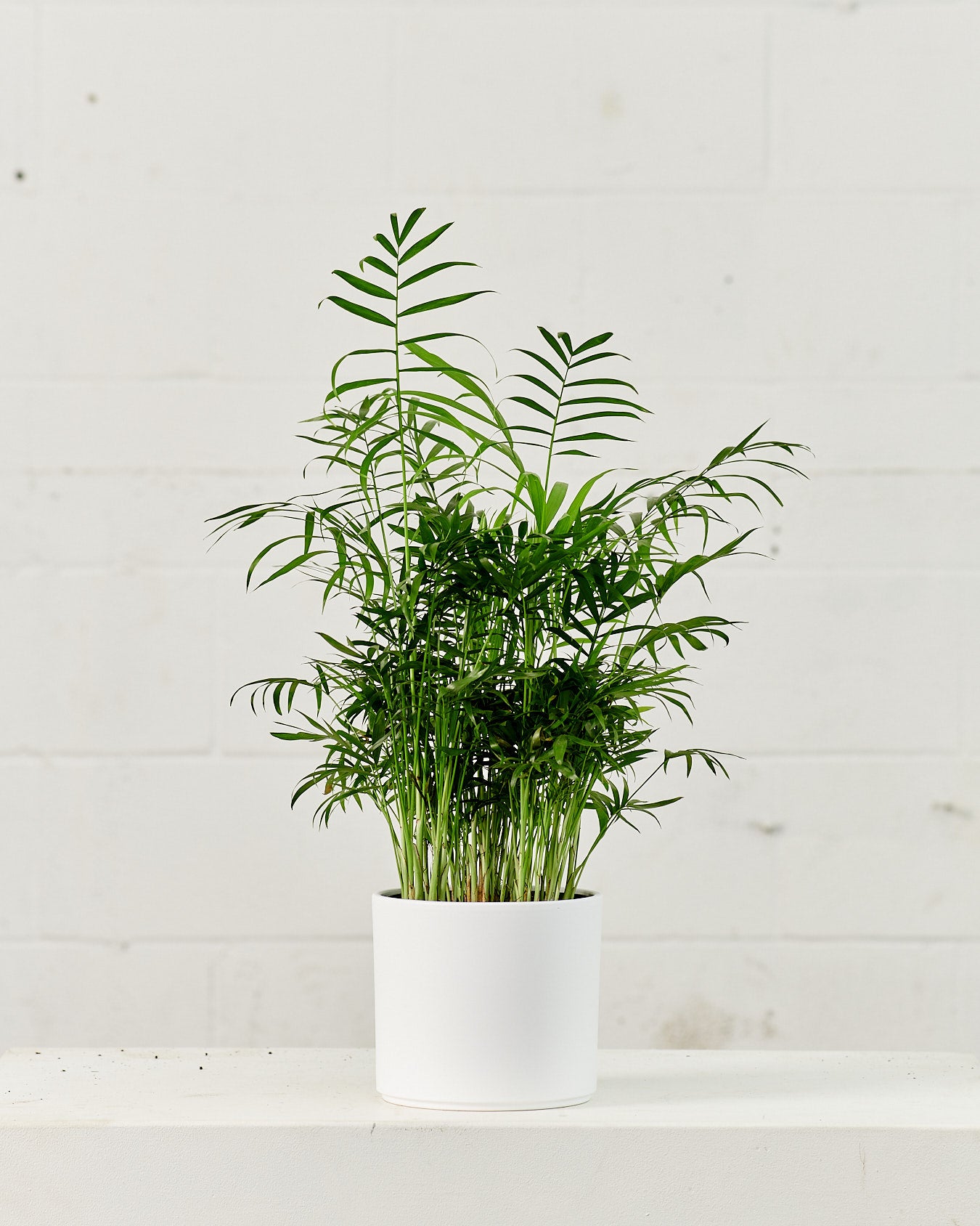 Parlour Palm: Chamaedorea elegans - 6 inch pot