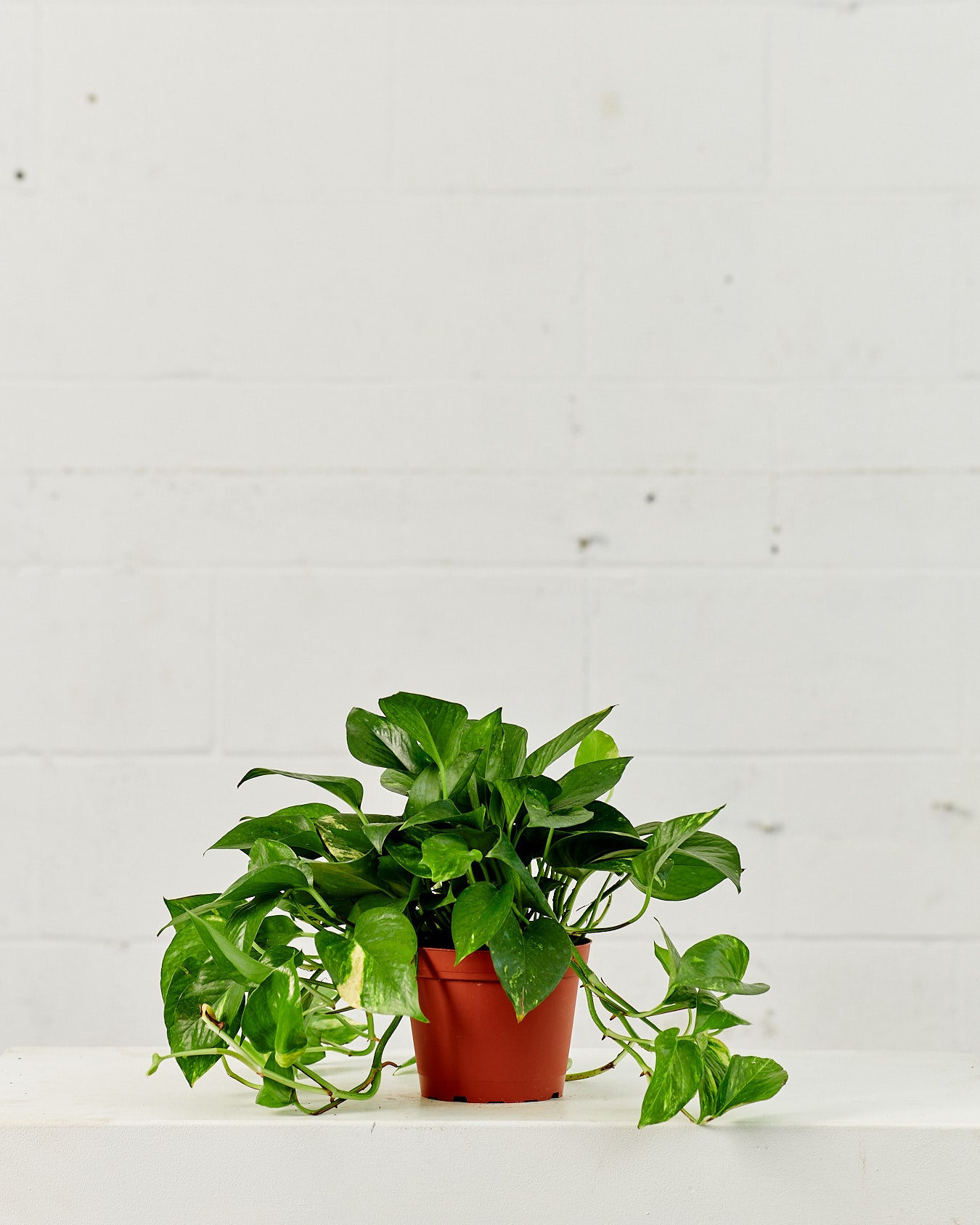 Golden Pothos: Epipremnum aureum - 6 inch pot