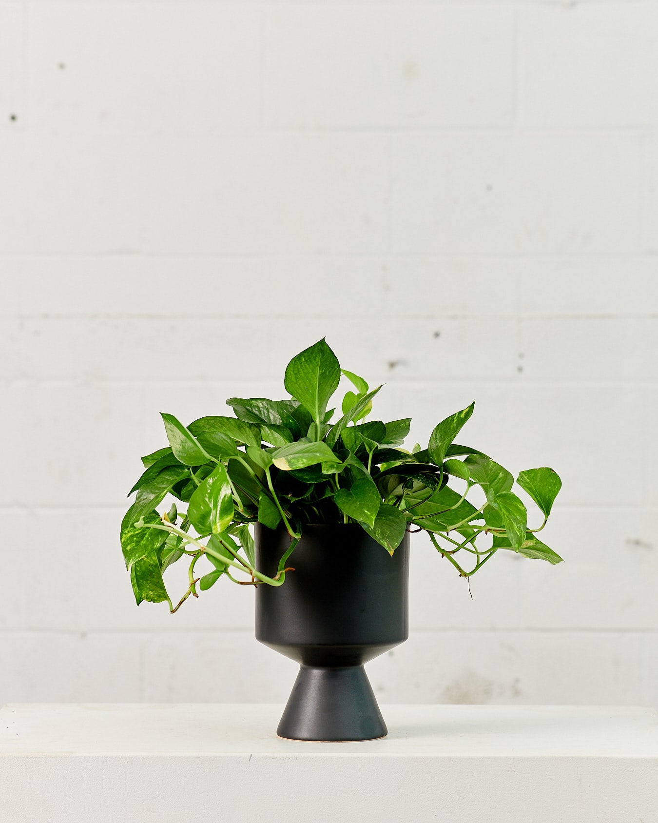 Golden Pothos: Epipremnum aureum - 6 inch pot