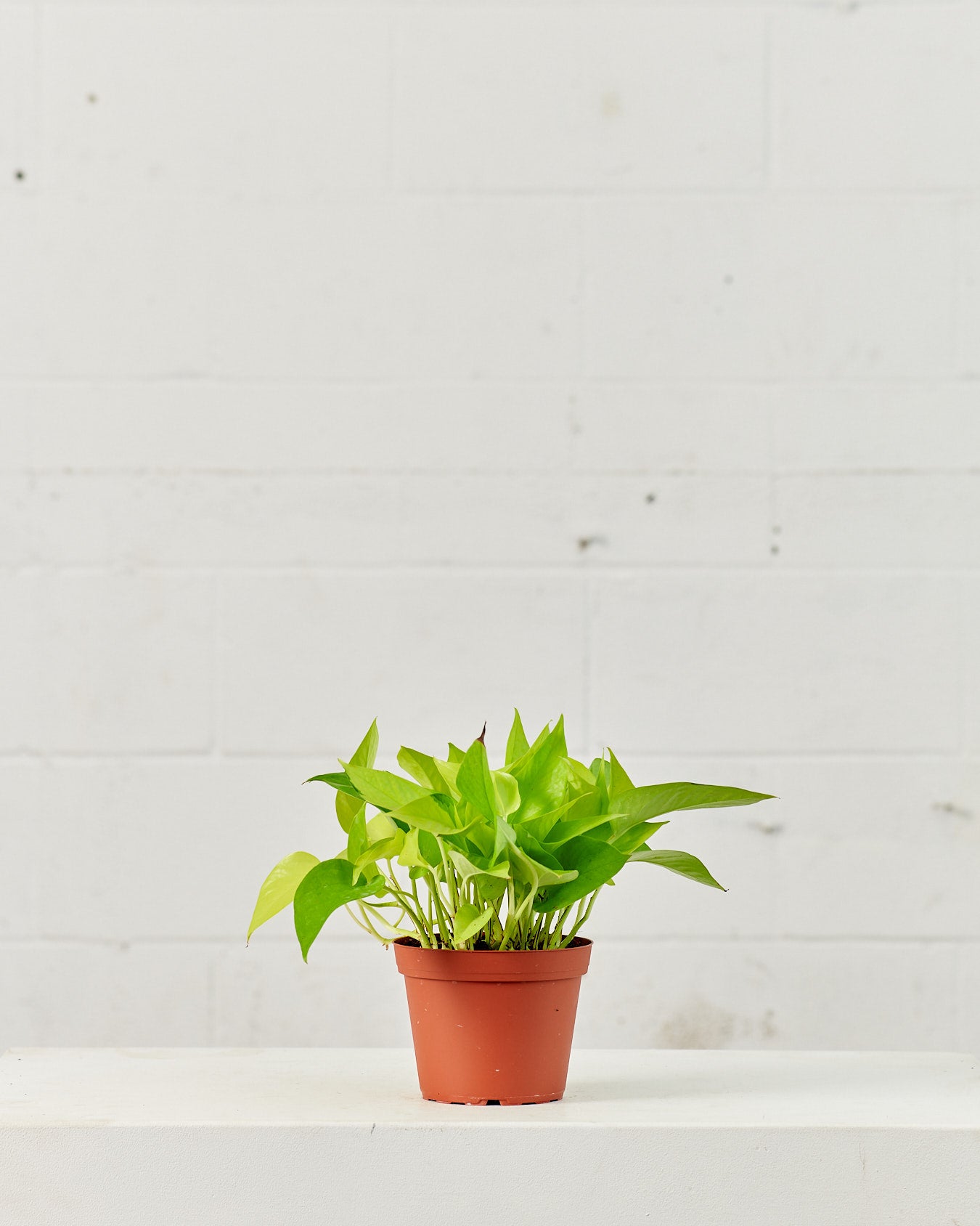 Neon Pothos: Epipremnum aureum - 6 inch pot