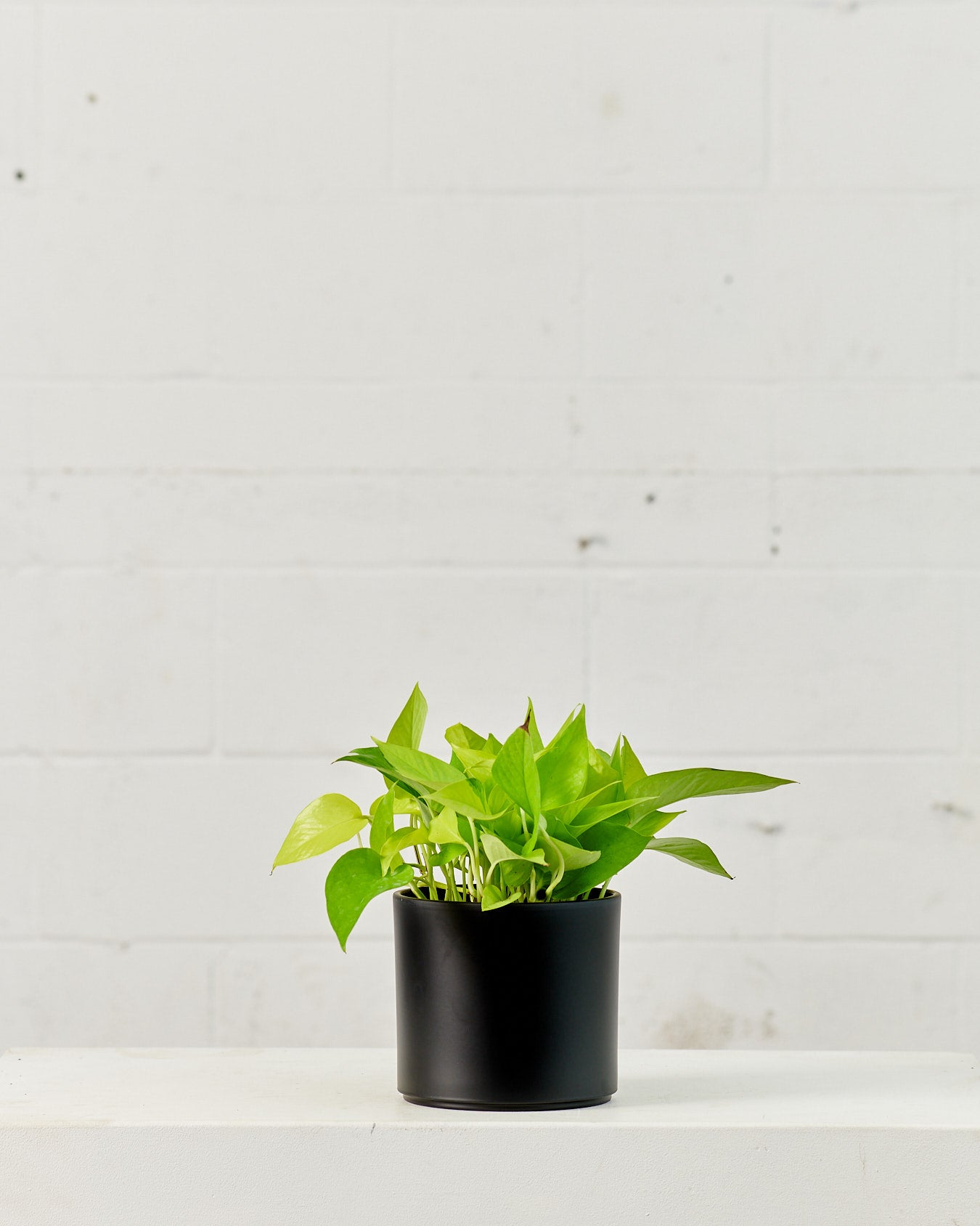 Neon Pothos: Epipremnum aureum - 6 inch pot