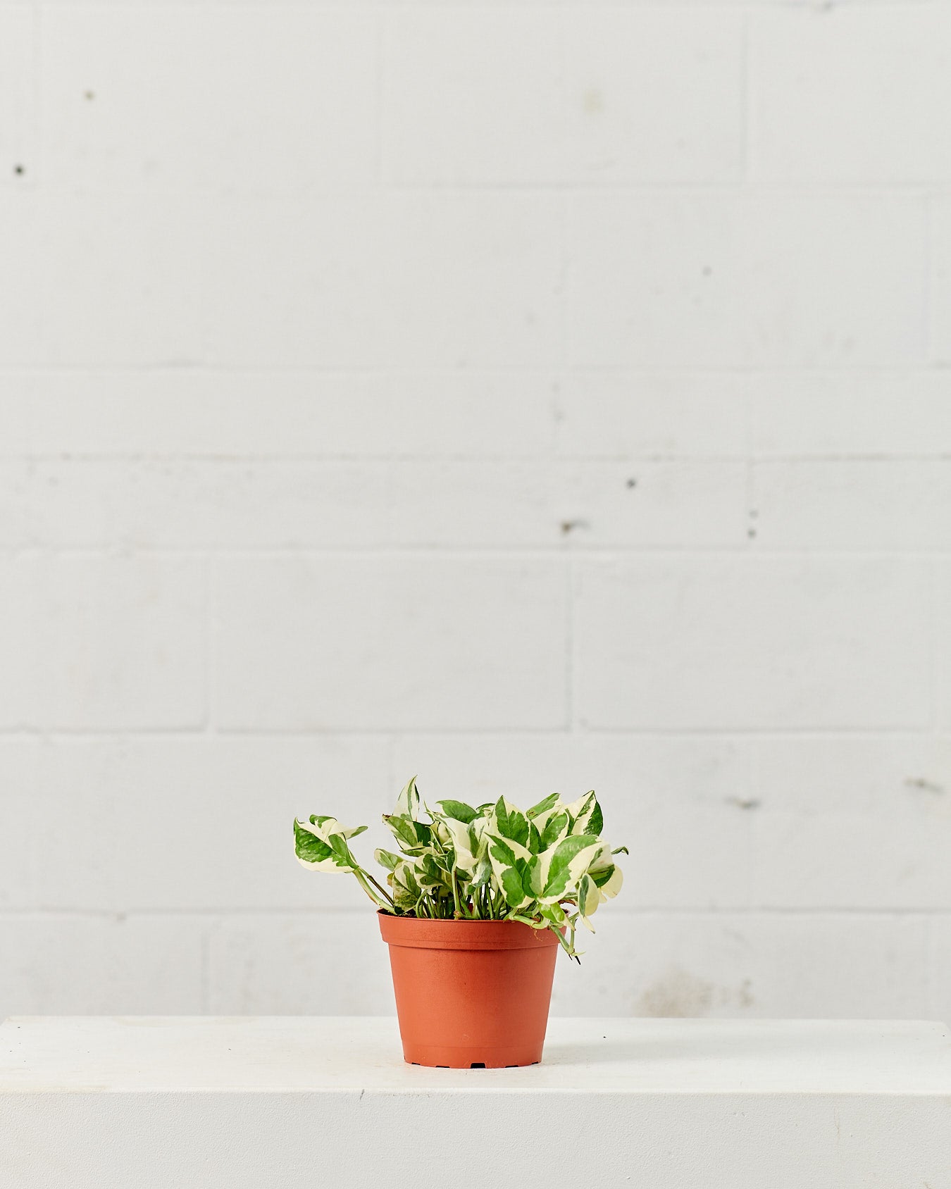 Pearls and Jade Pothos: Epipremnum aureum - 6 inch pot