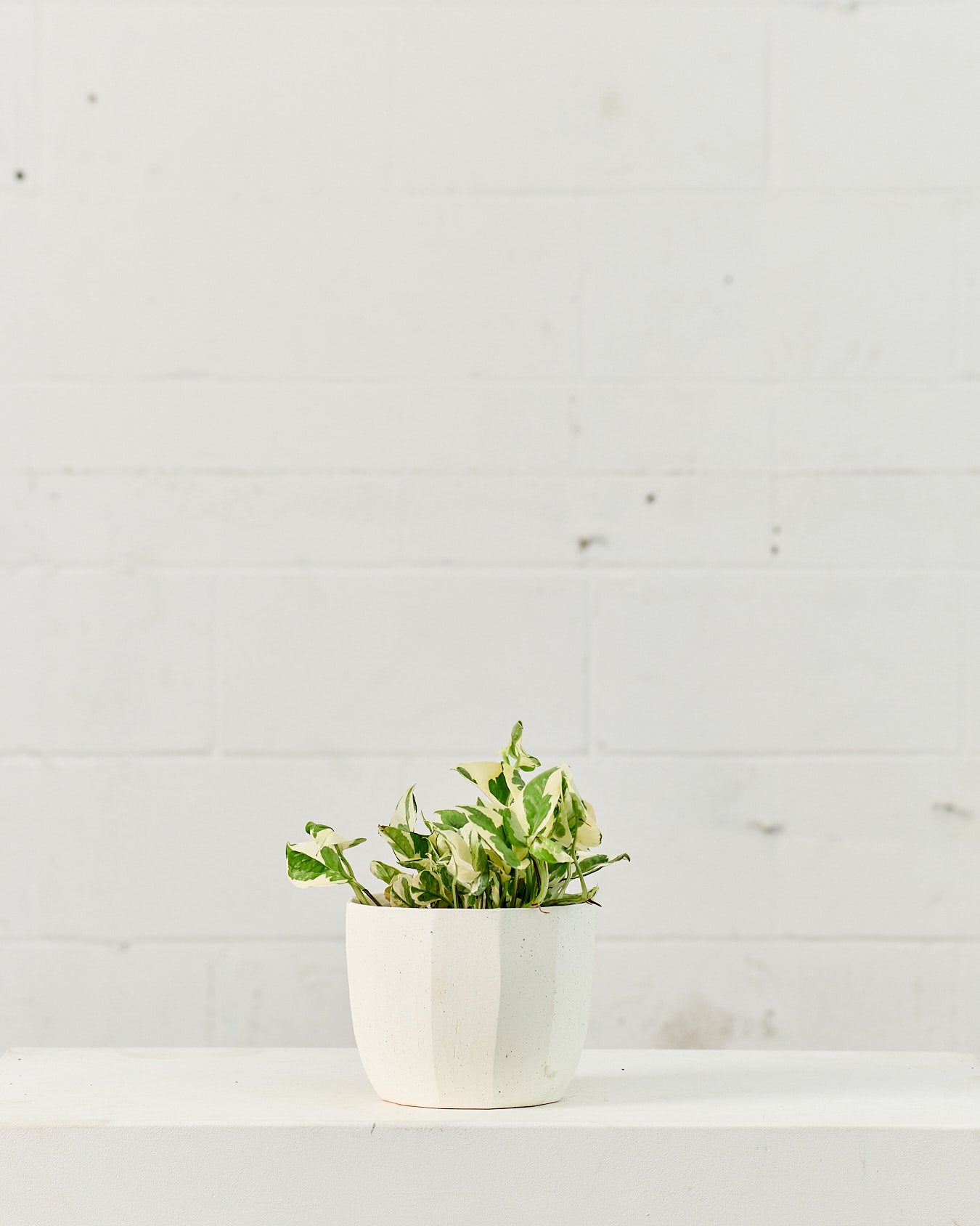 Pearls and Jade Pothos: Epipremnum aureum - 6 inch pot