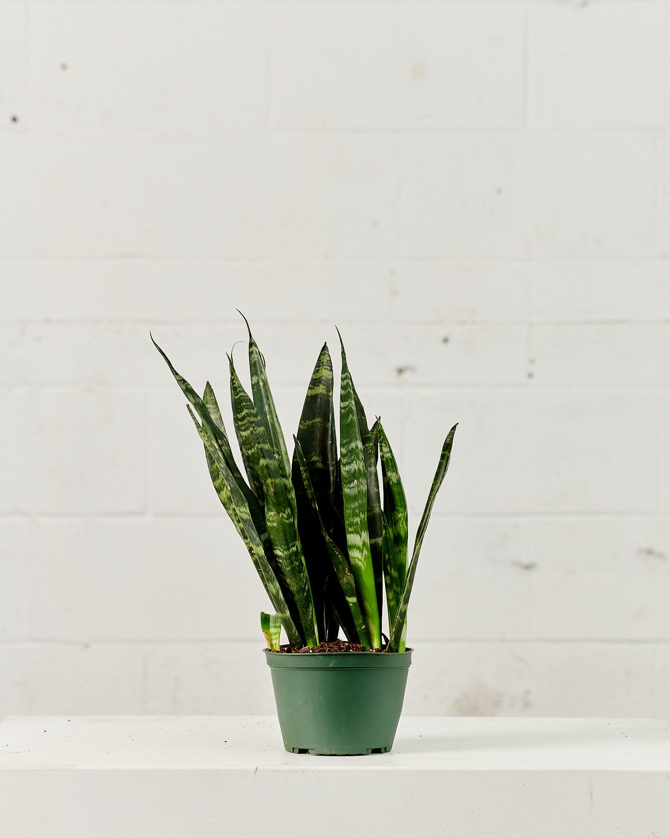Black Coral Snake Plant: Sansevieria trifasciata - 6 inch pot