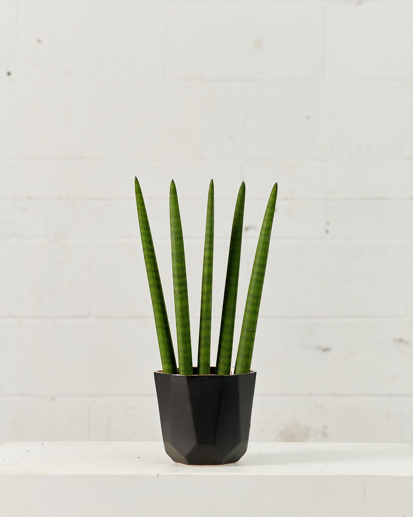 FAN SNAKE PLANT (SANSEVIERIA 'CYLINDRICA' FAN) 6" Grower Pot